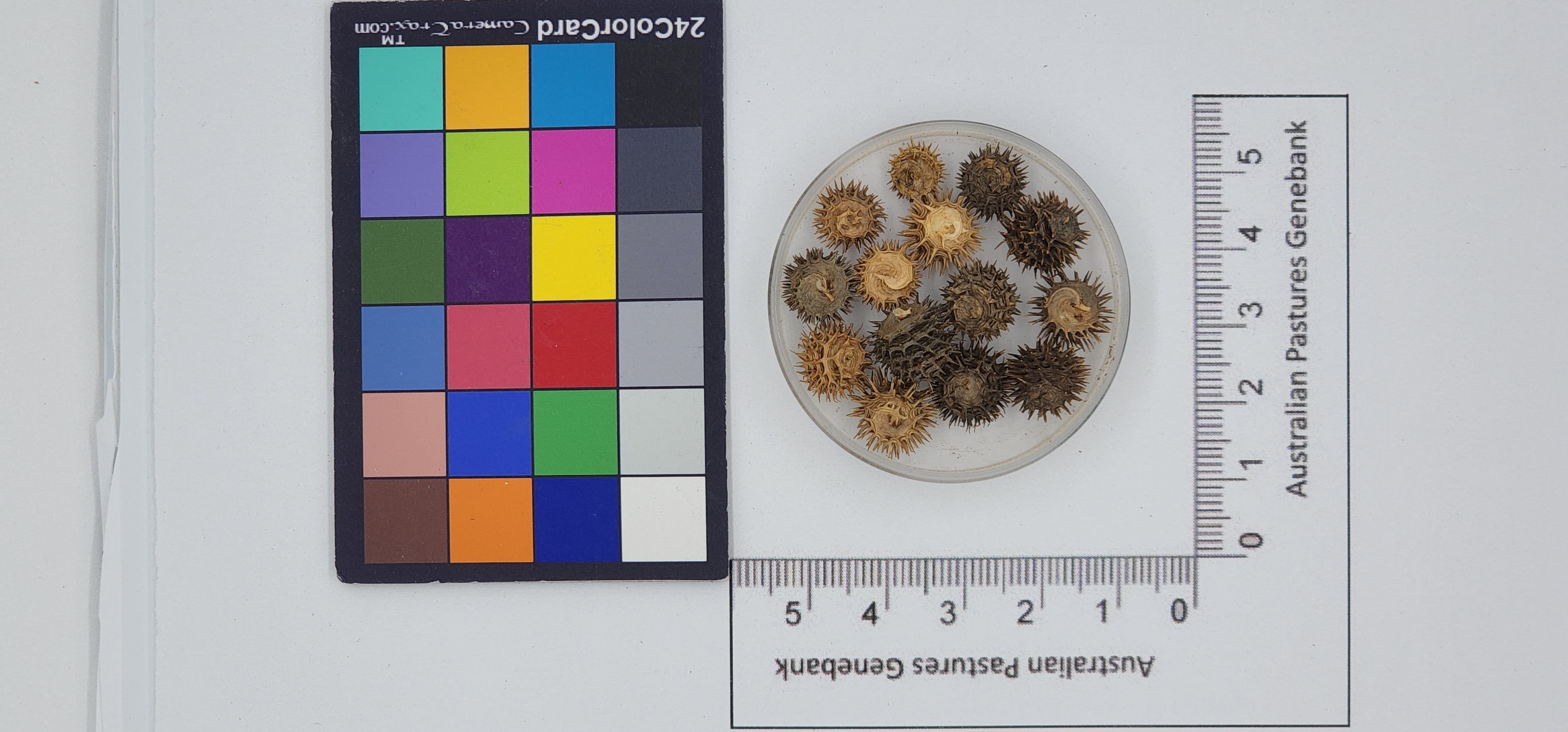Click for 1 image(s) for this accession. Image