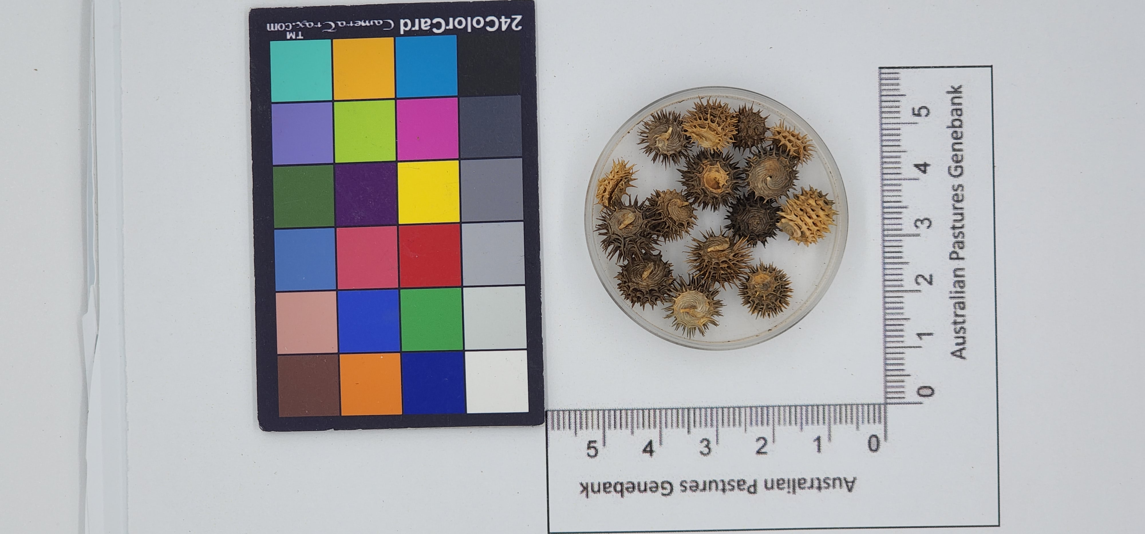 Click for 1 image(s) for this accession. Image