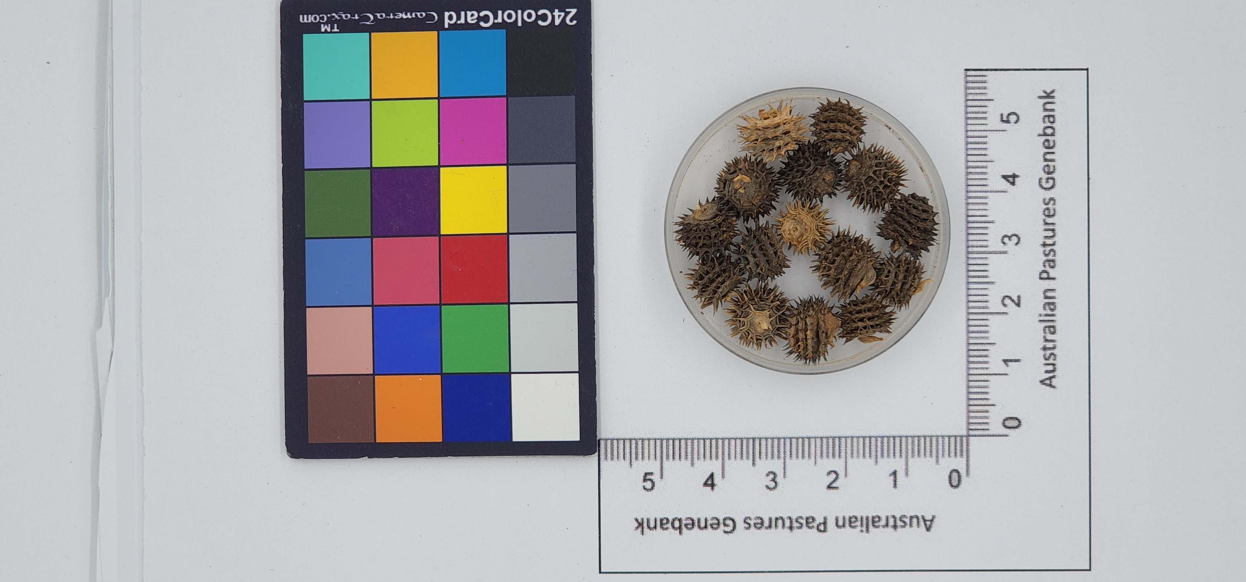 Click for 1 image(s) for this accession. Image