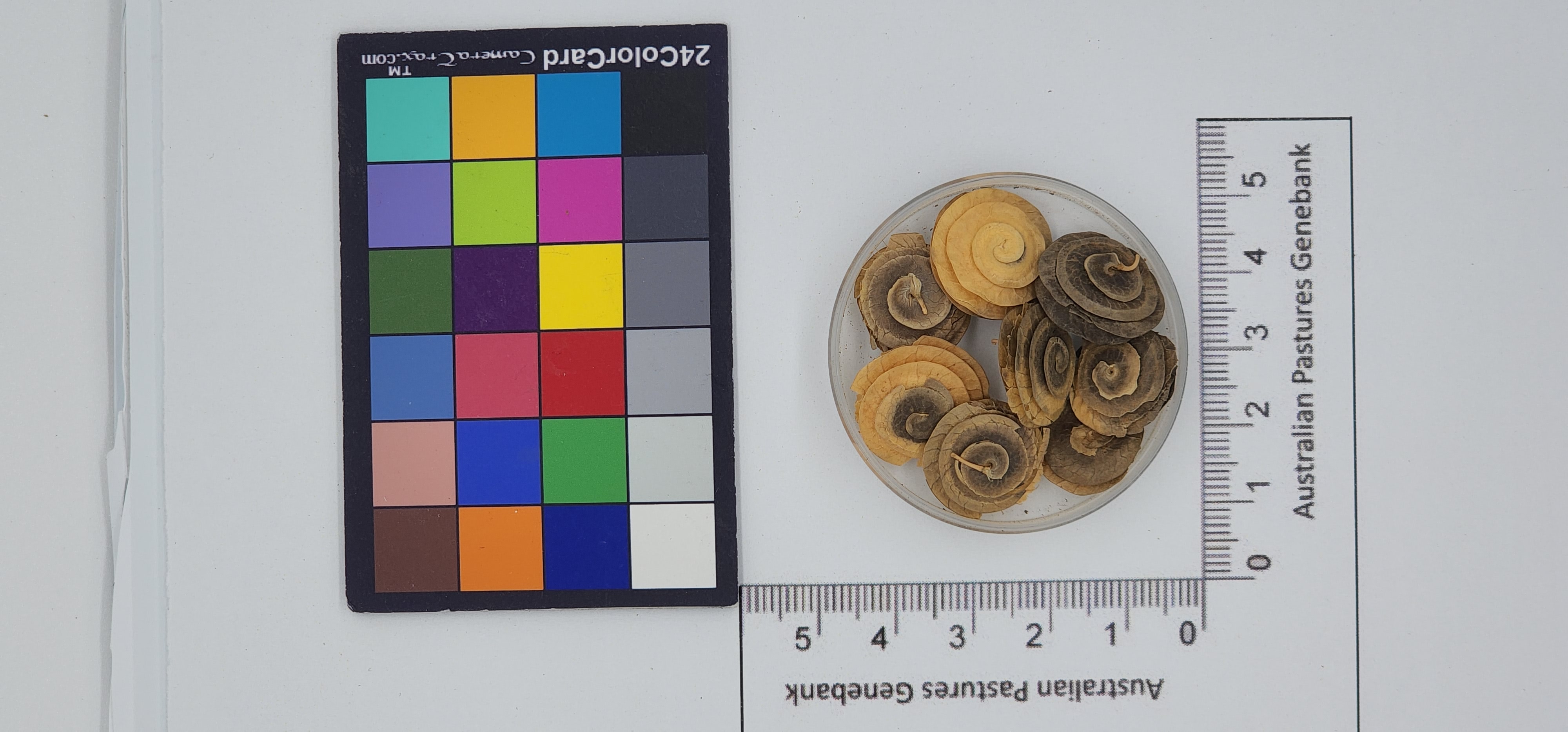Click for 1 image(s) for this accession. Image