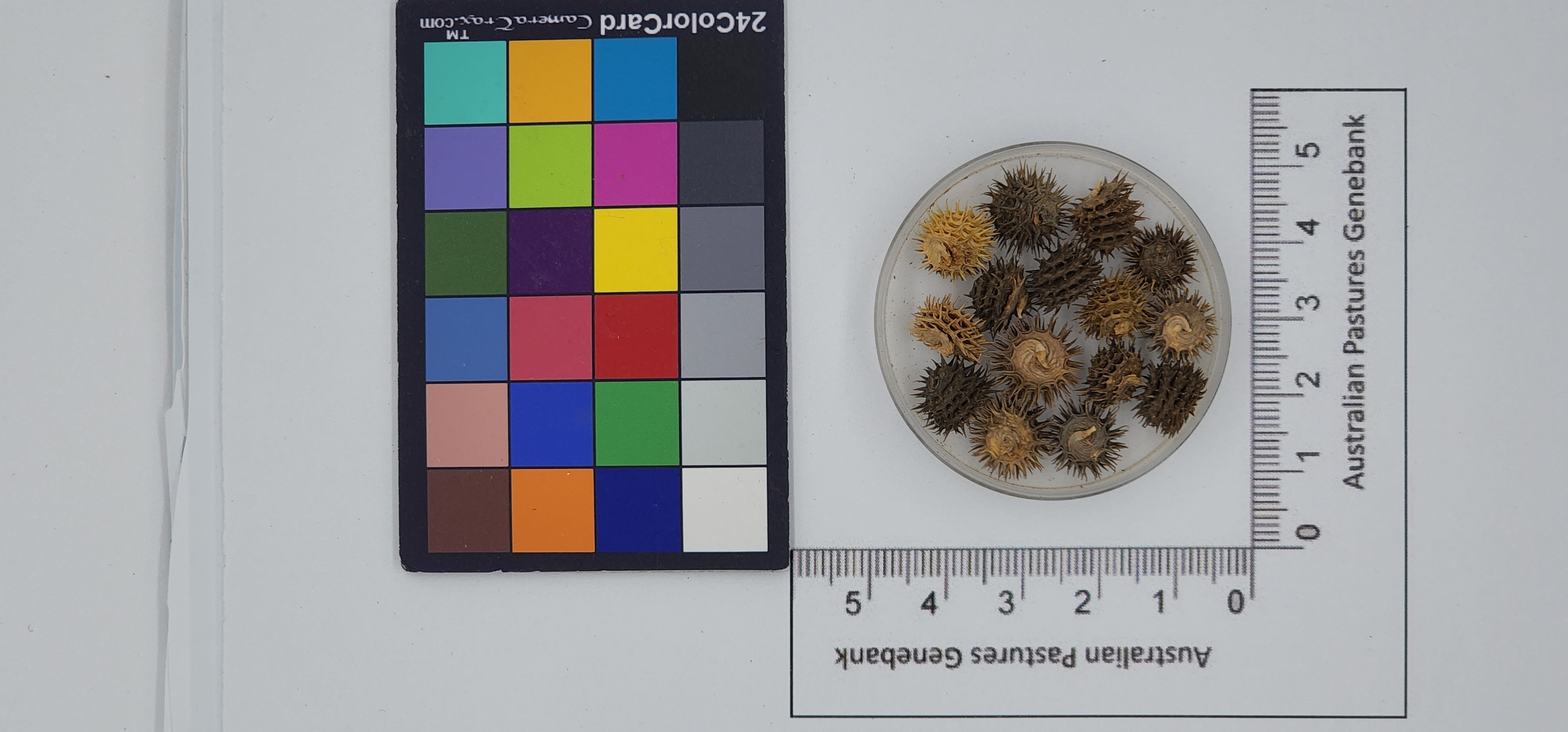 Click for 1 image(s) for this accession. Image