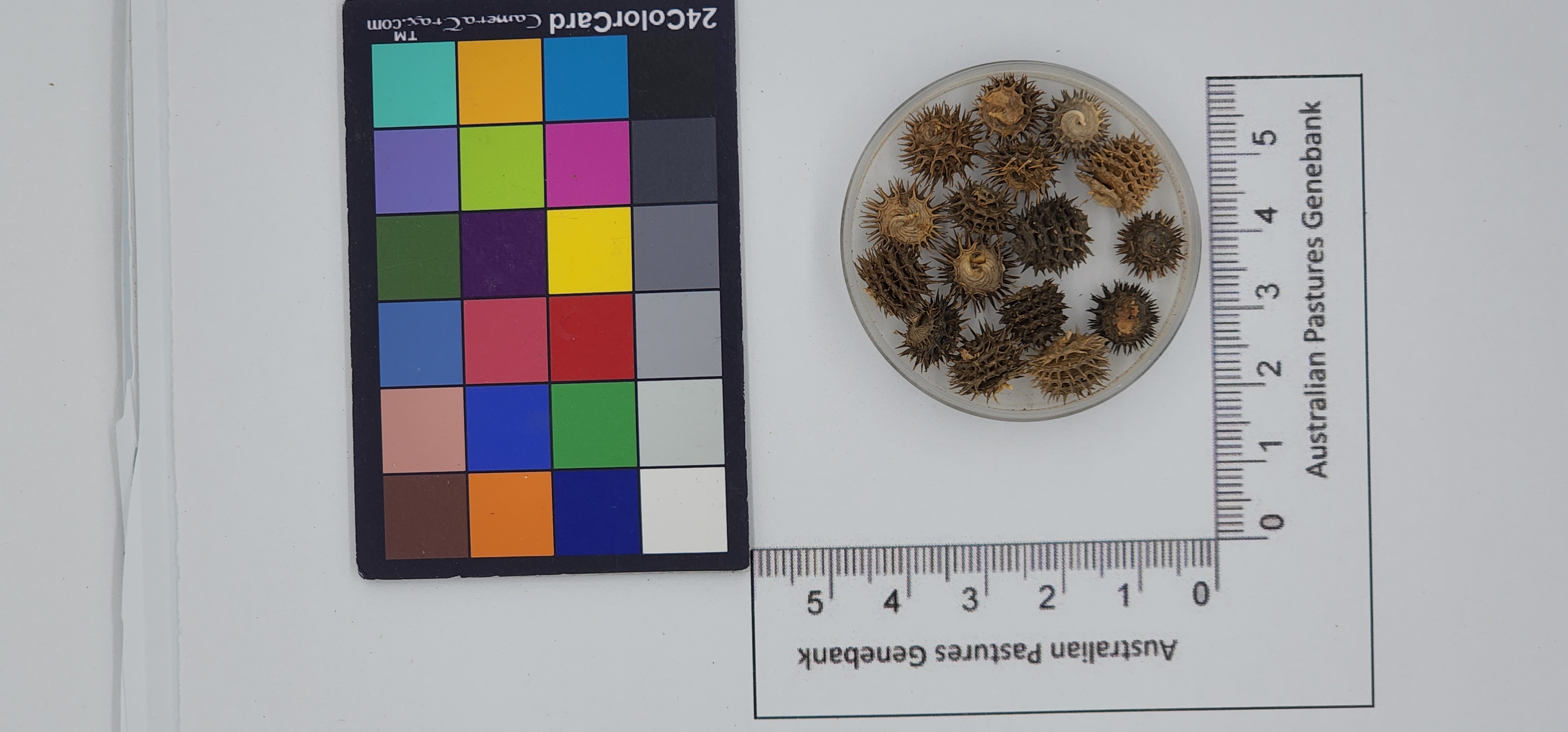 Click for 1 image(s) for this accession. Image