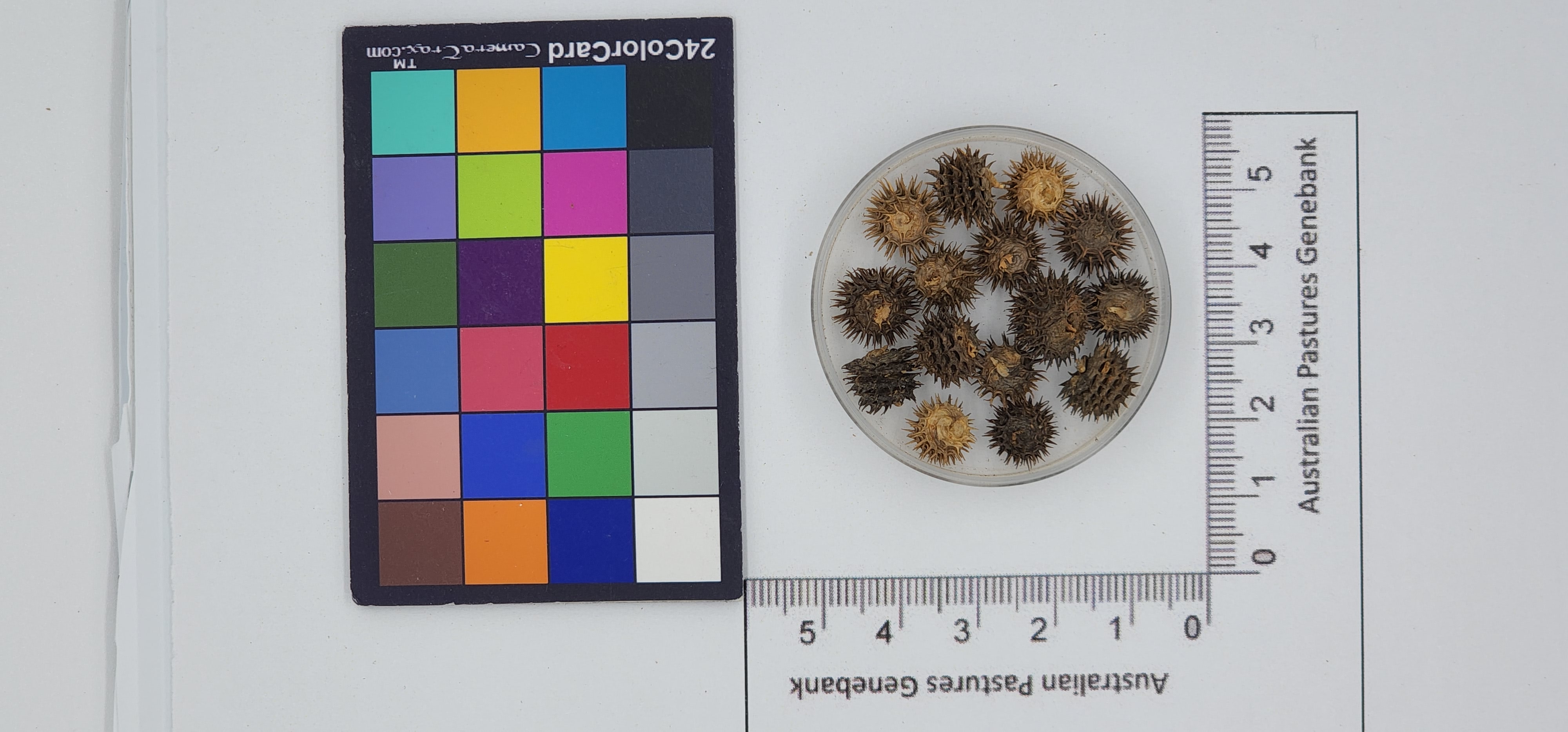 Click for 1 image(s) for this accession. Image