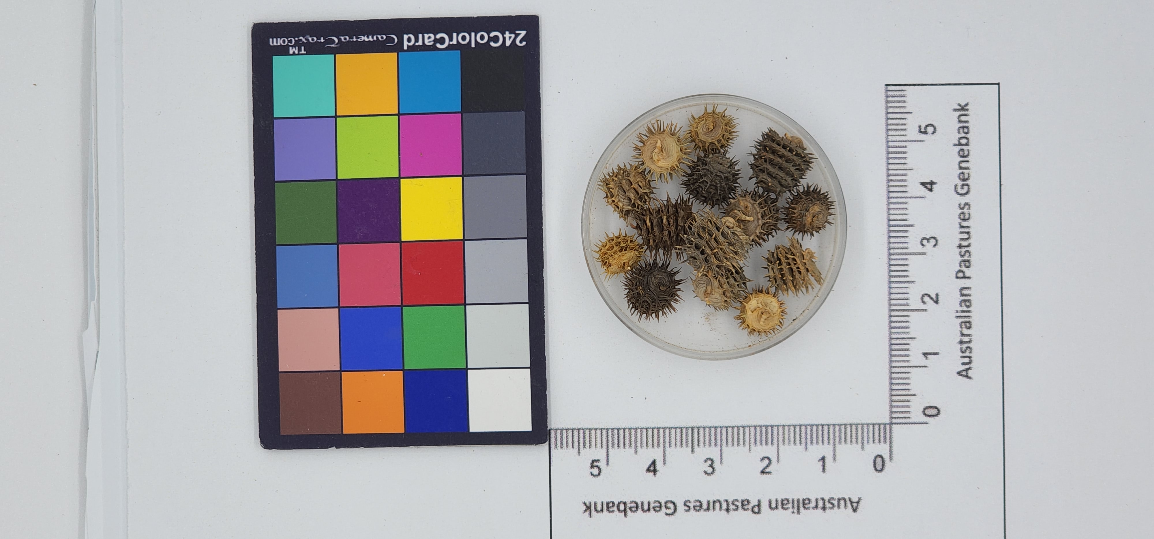 Click for 1 image(s) for this accession. Image