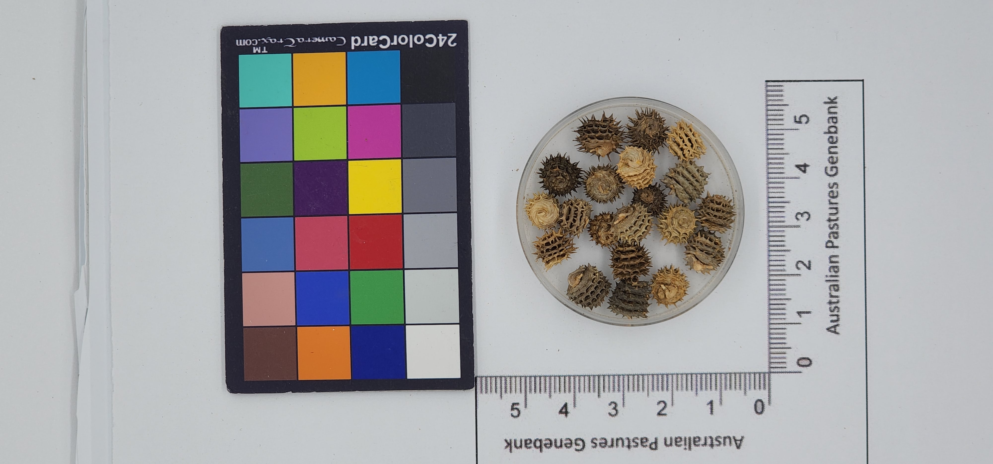 Click for 1 image(s) for this accession. Image