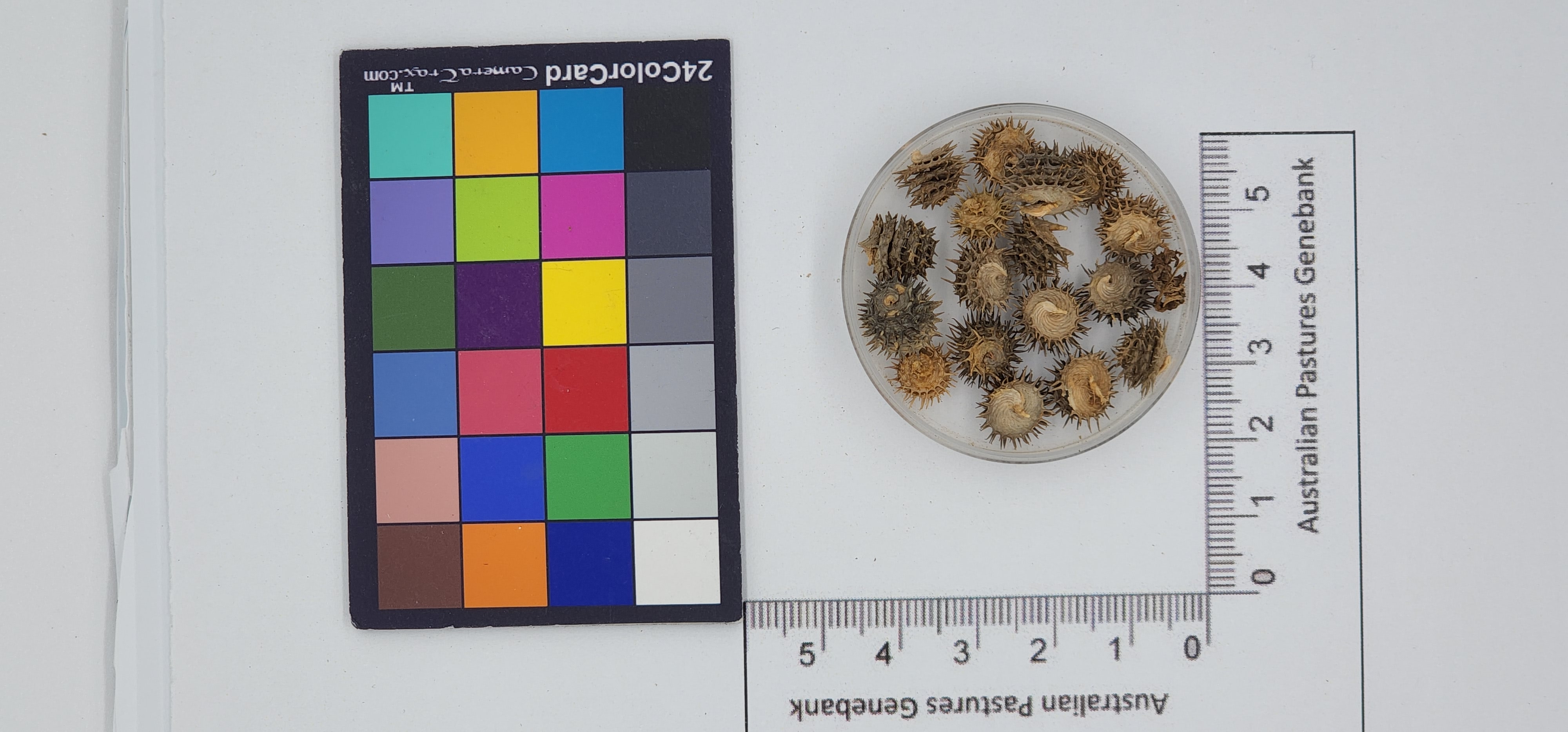 Click for 1 image(s) for this accession. Image