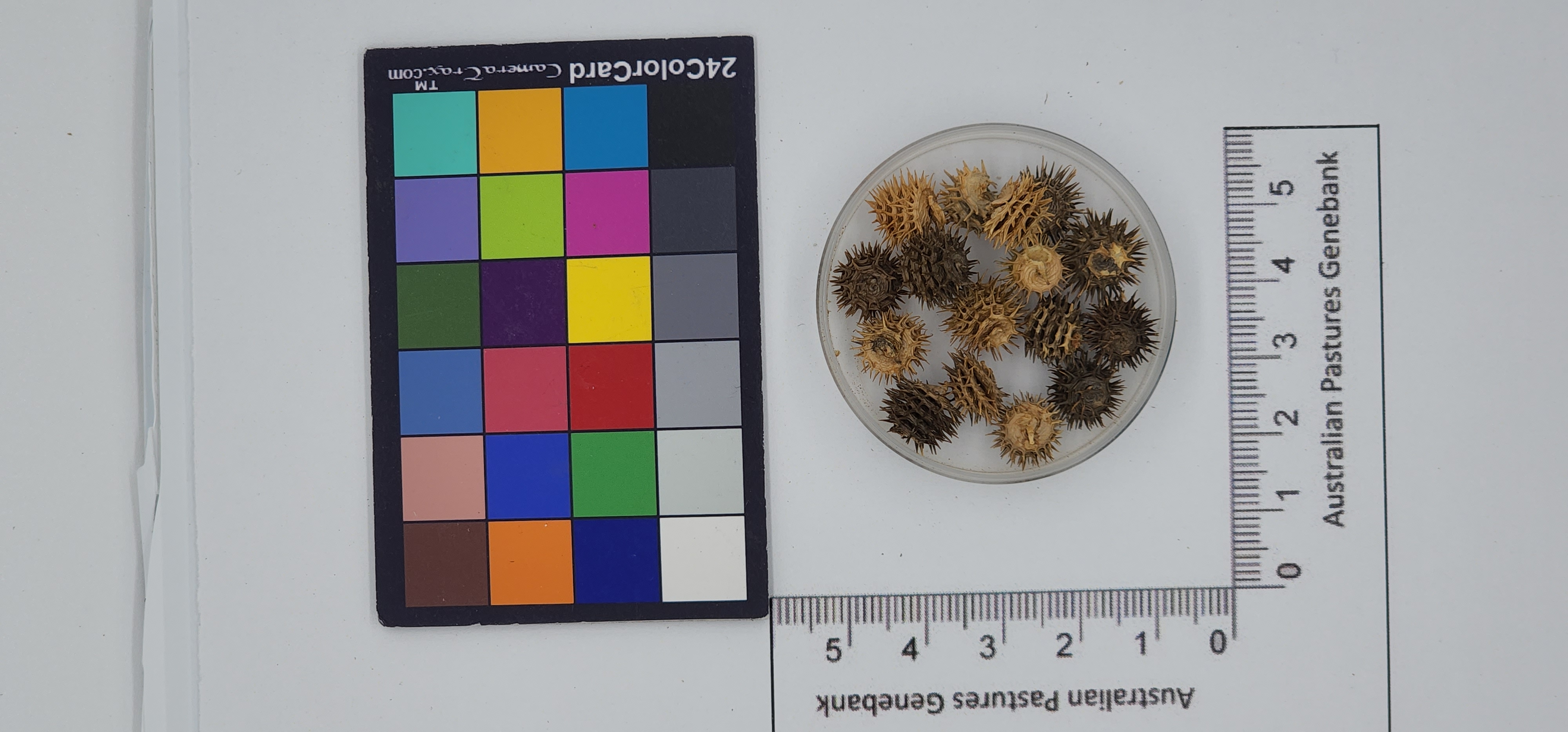 Click for 1 image(s) for this accession. Image