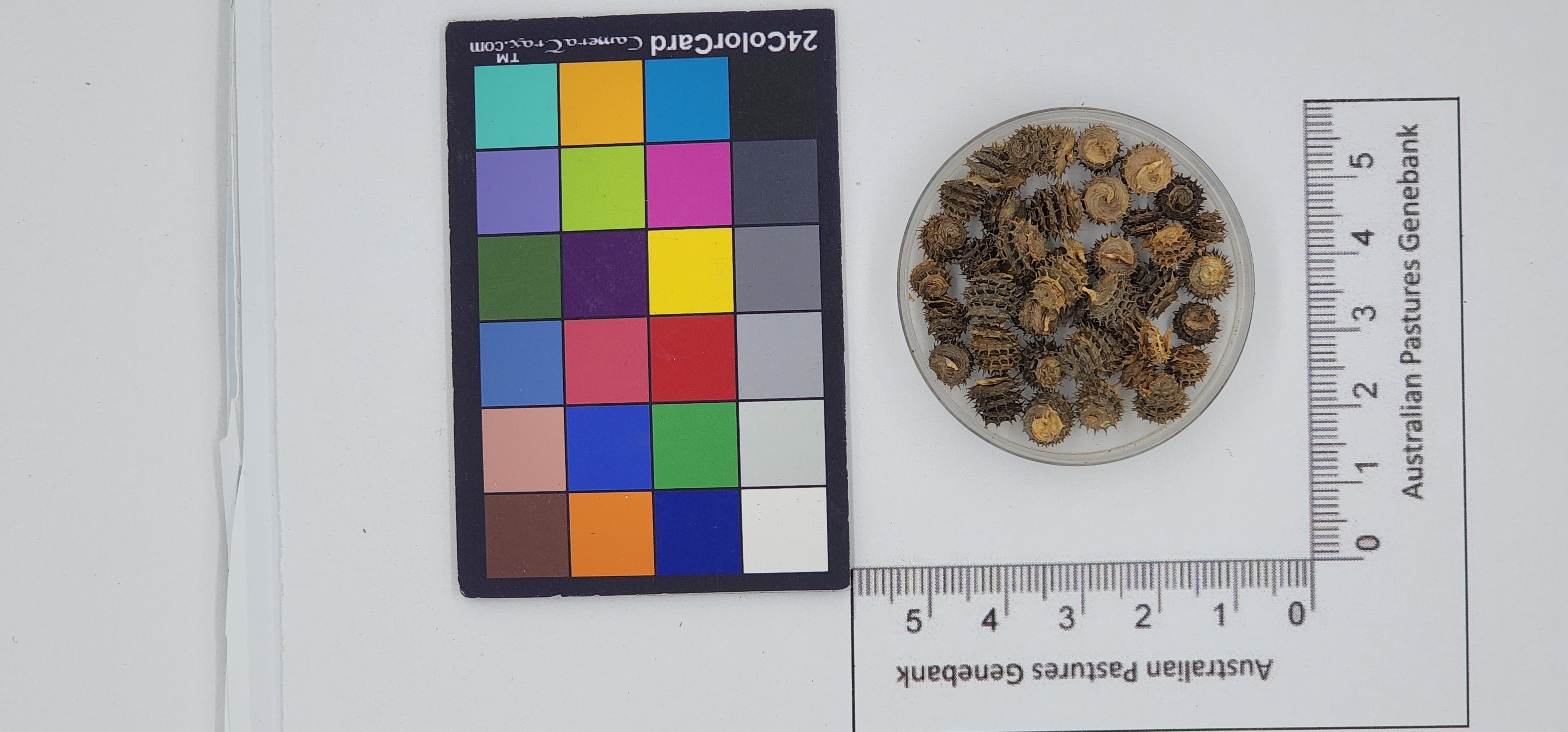 Click for 1 image(s) for this accession. Image