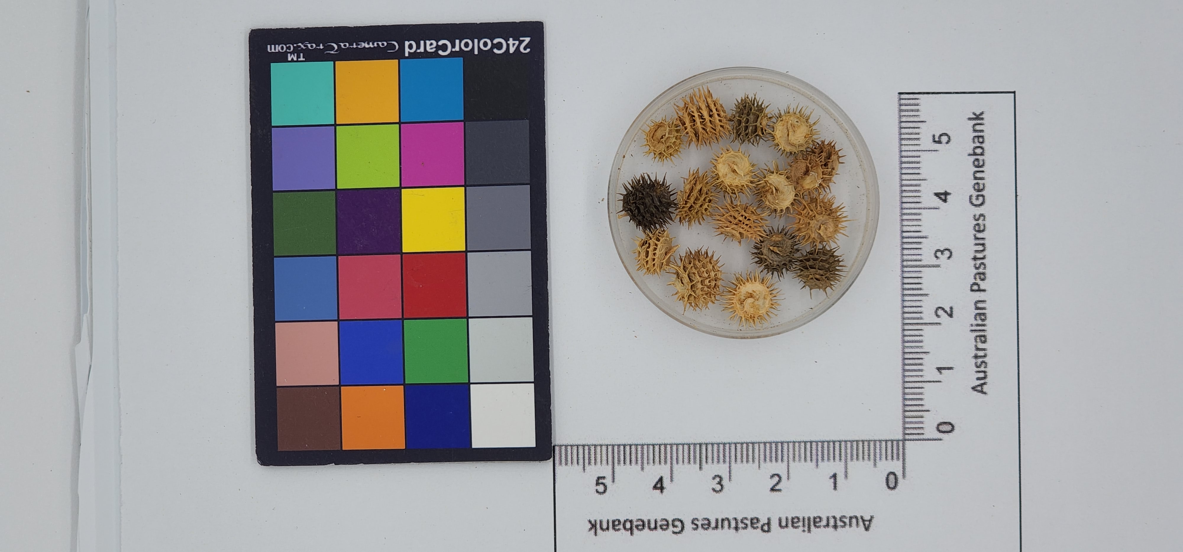 Click for 1 image(s) for this accession. Image