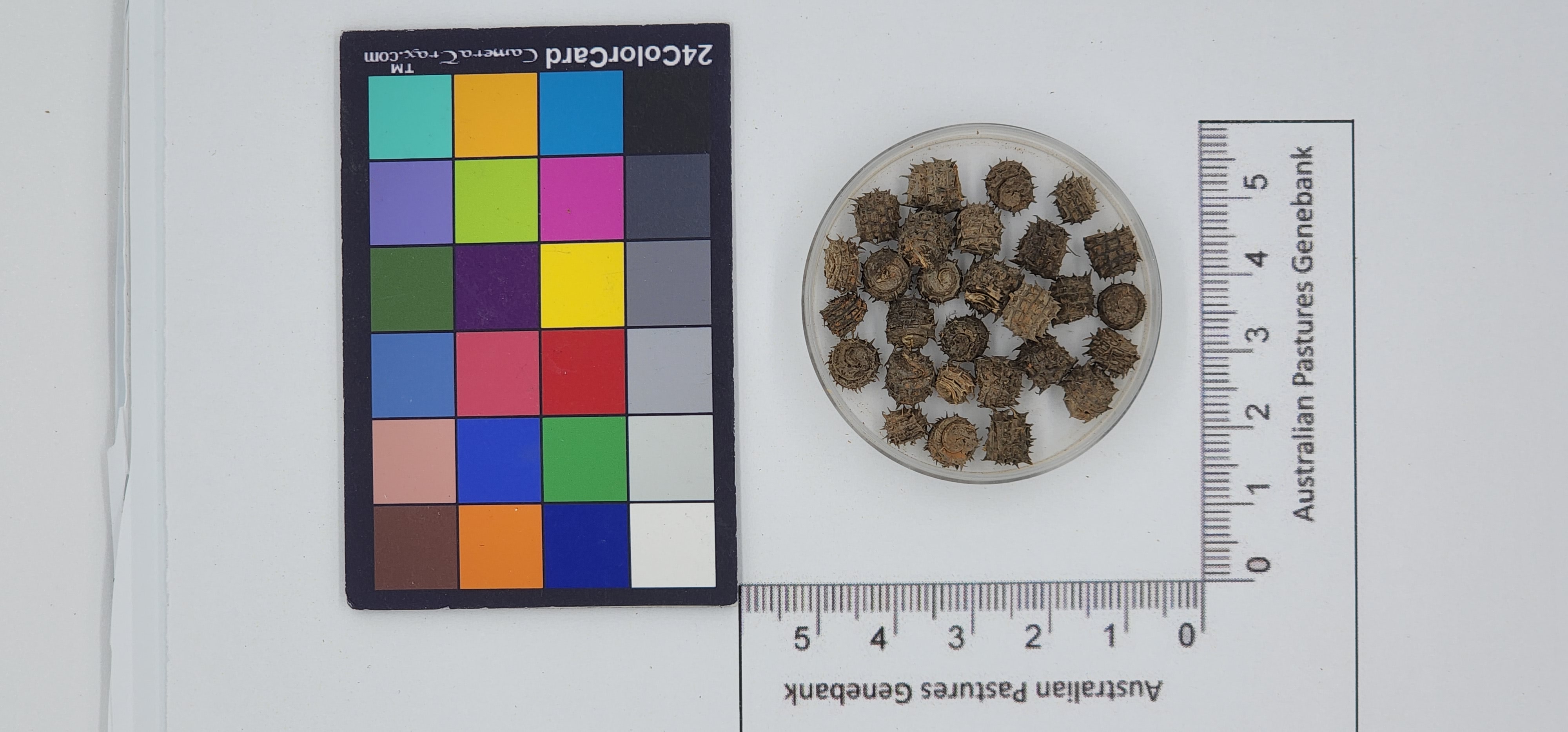 Click for 1 image(s) for this accession. Image