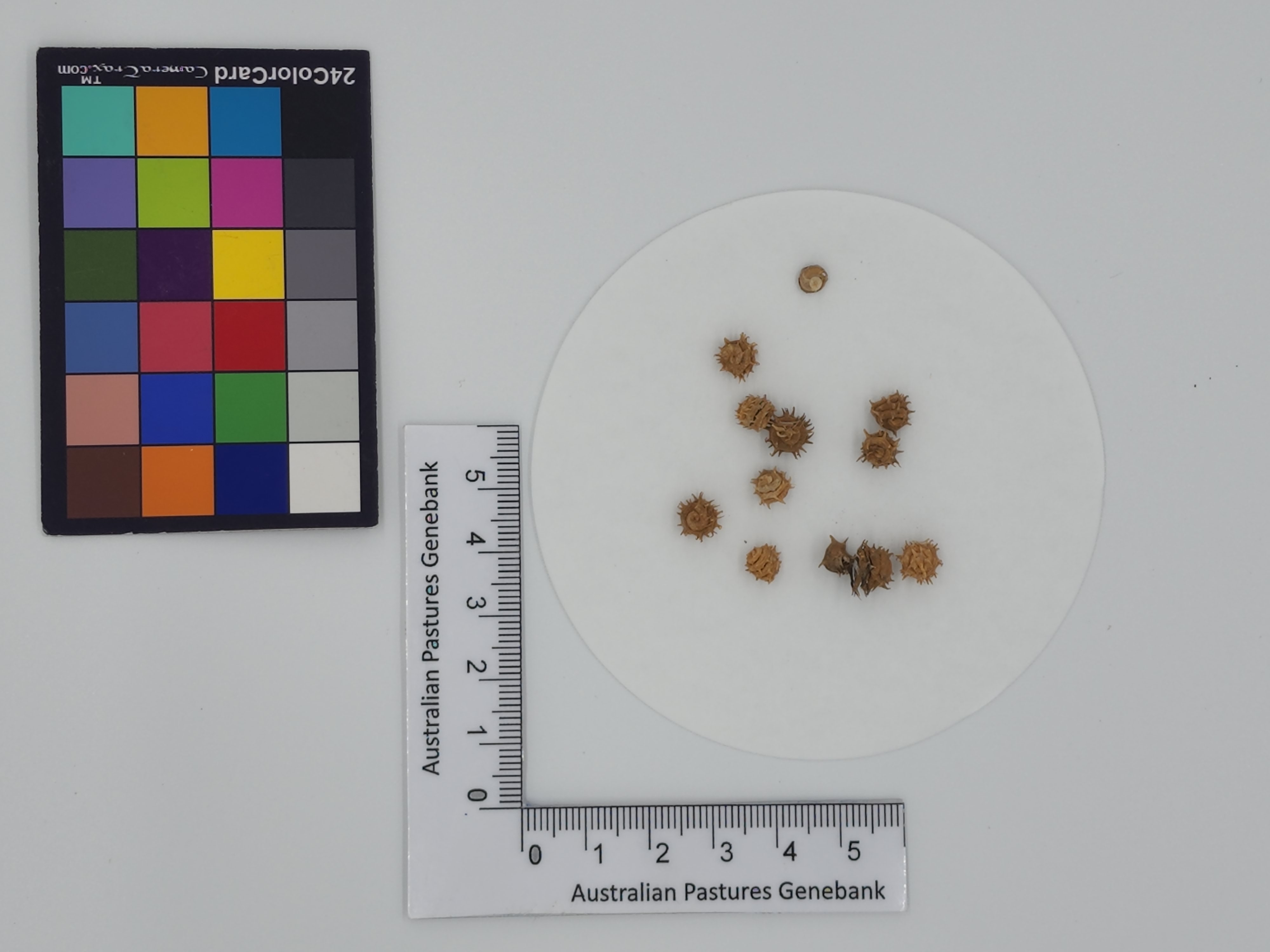 Click for 1 image(s) for this accession. Image