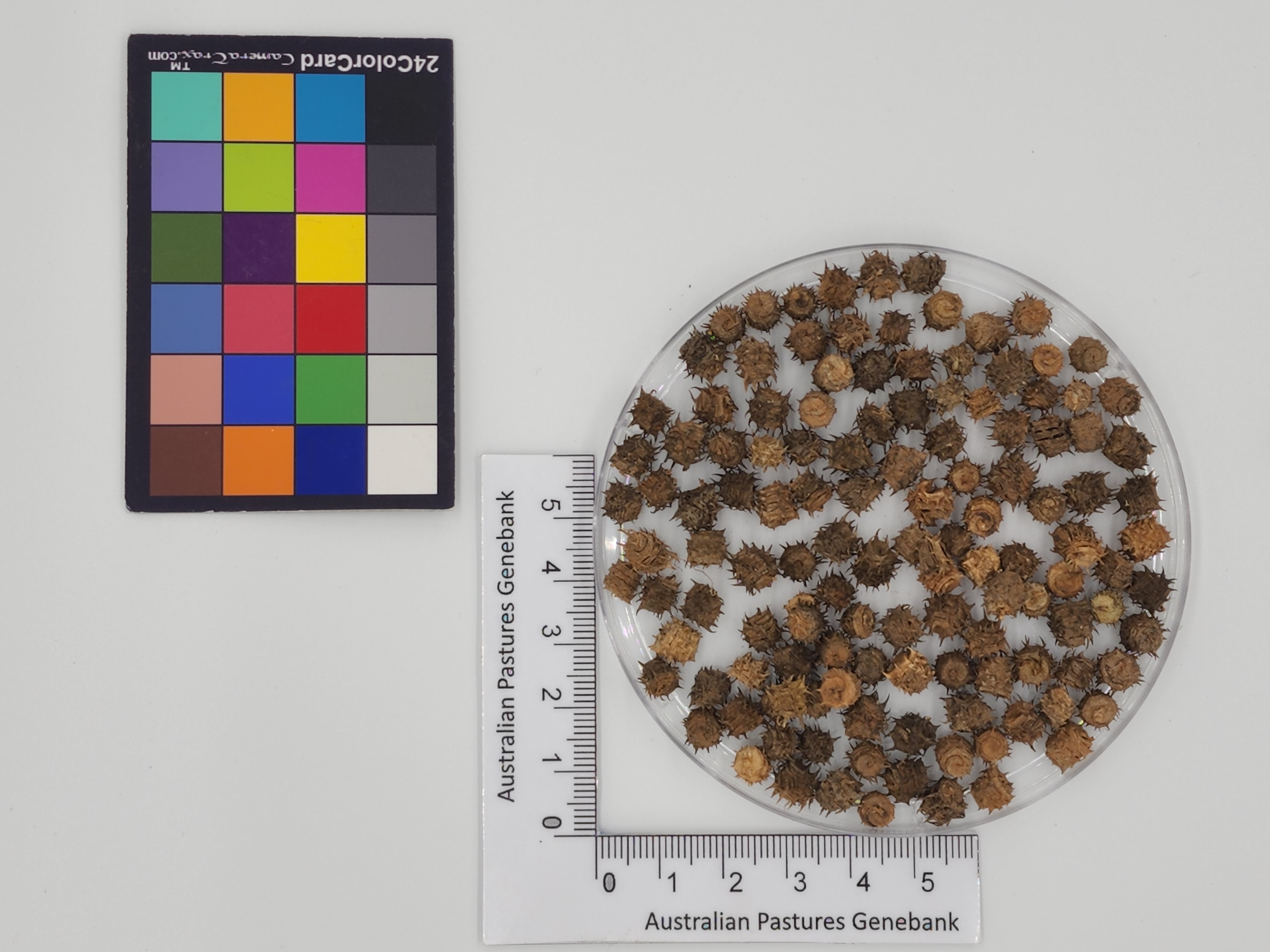 Click for 1 image(s) for this accession. Image
