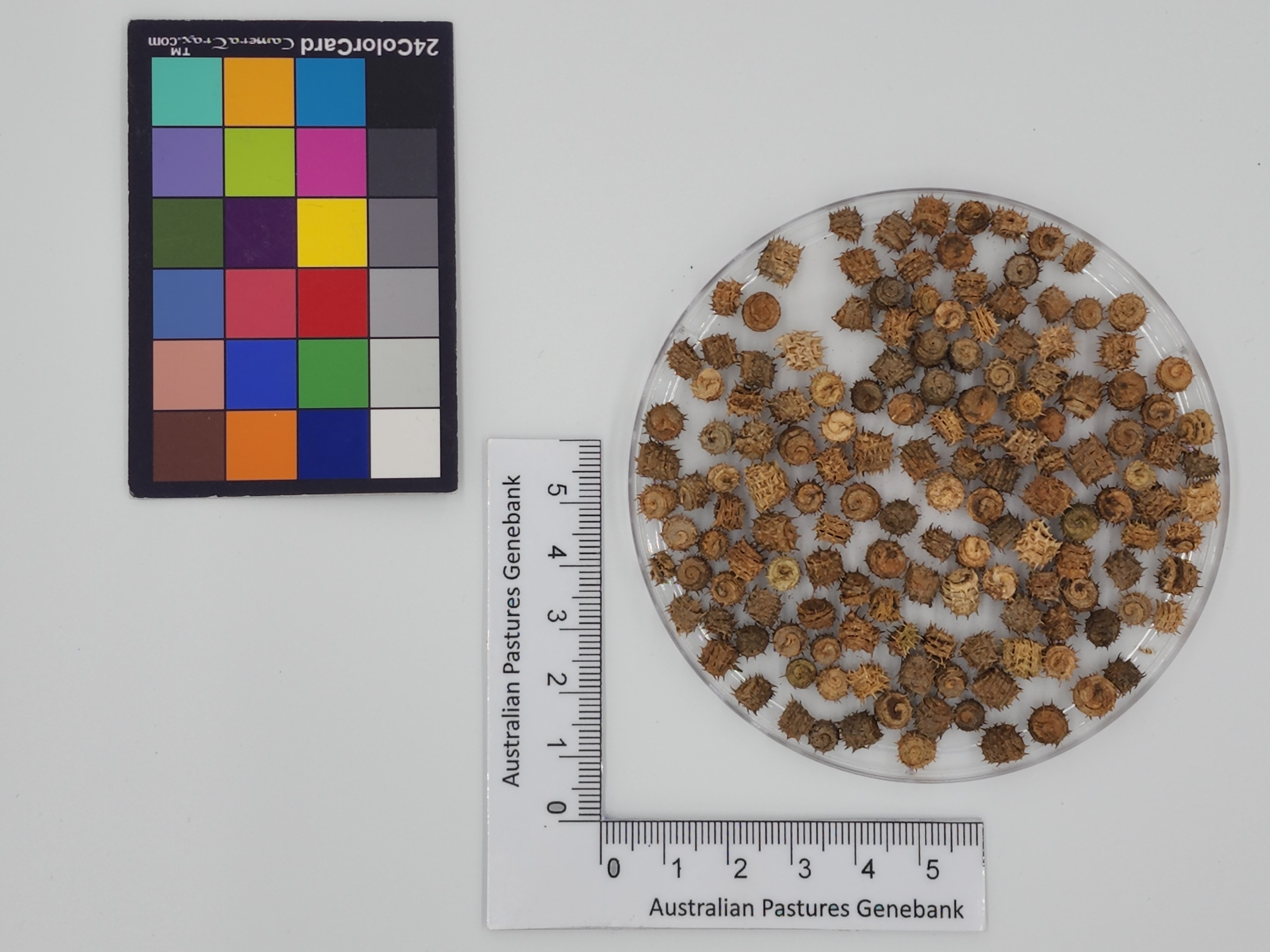 Click for 1 image(s) for this accession. Image