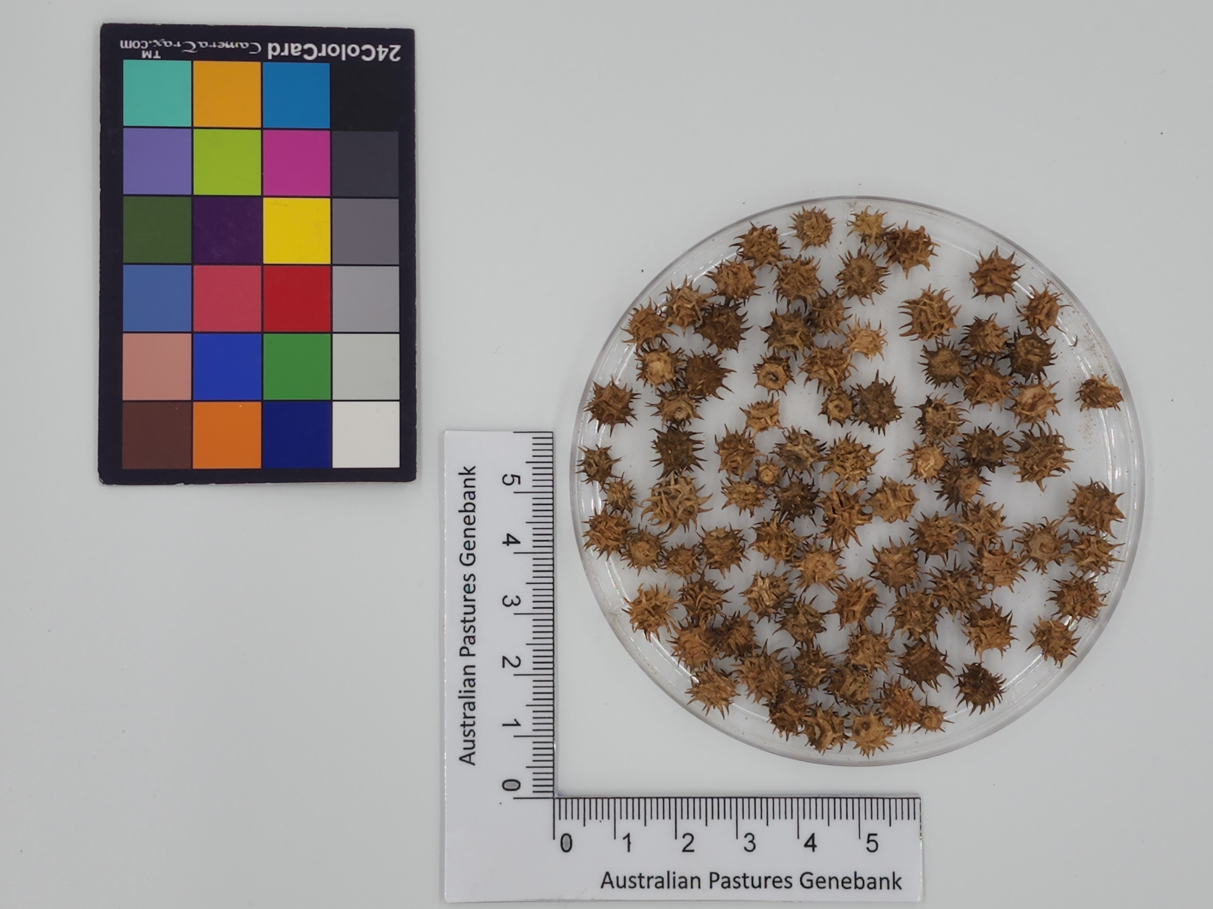 Click for 1 image(s) for this accession. Image