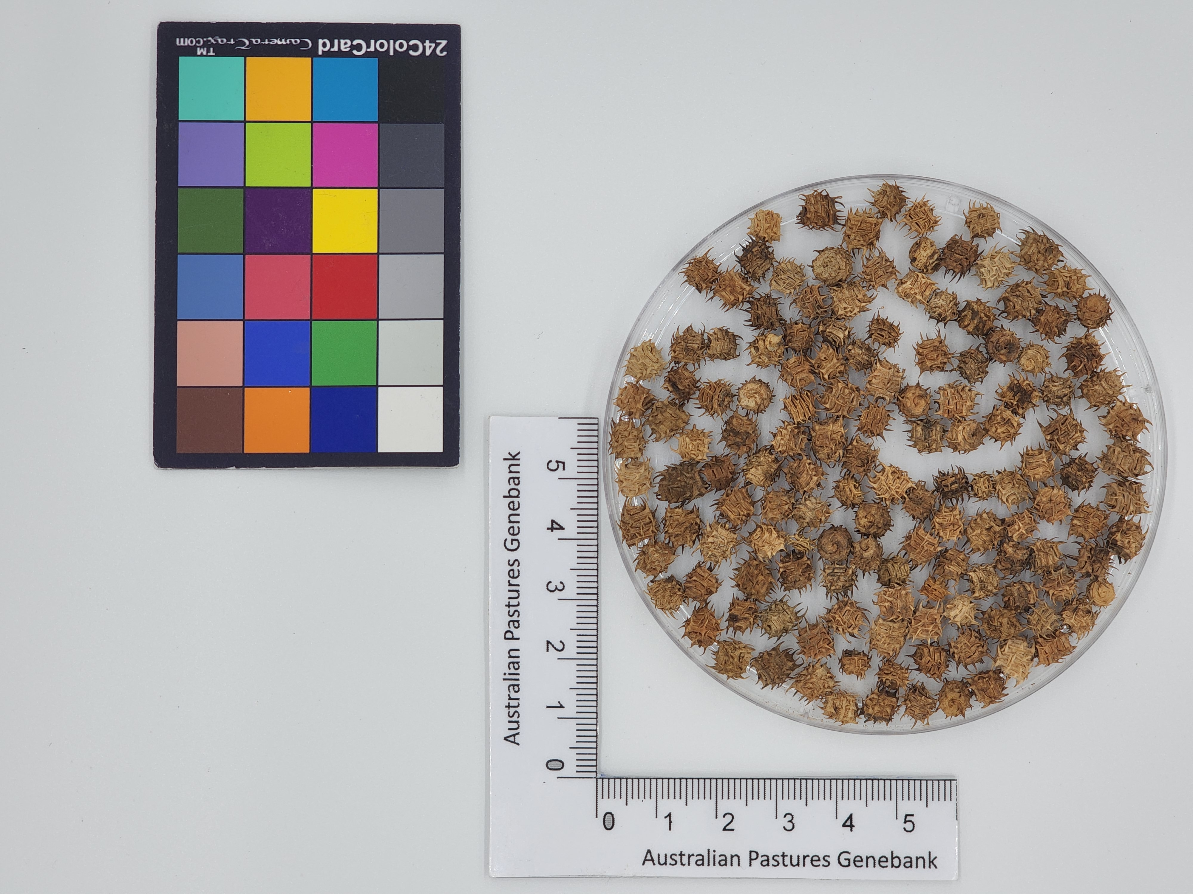 Click for 1 image(s) for this accession. Image