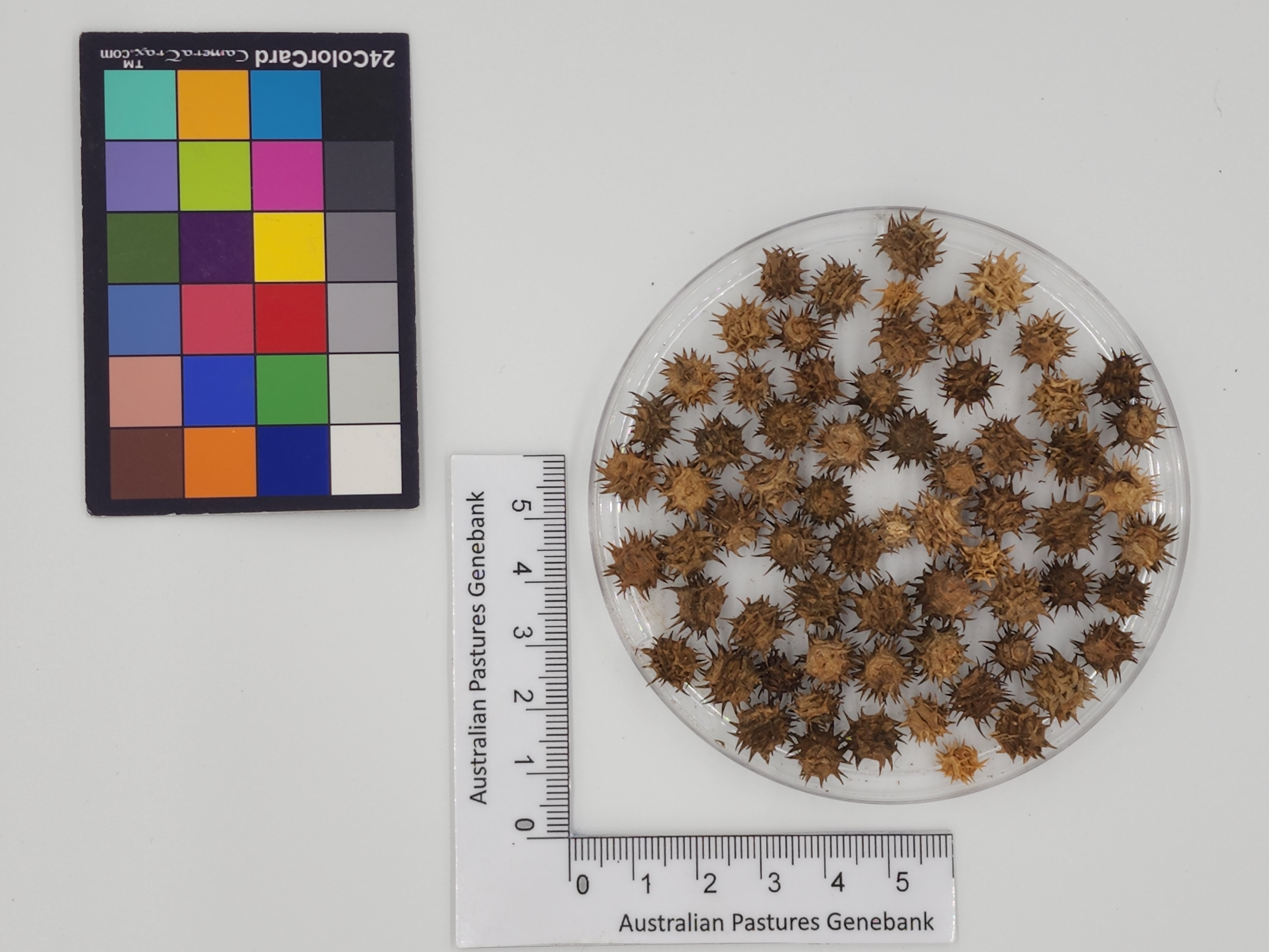 Click for 1 image(s) for this accession. Image