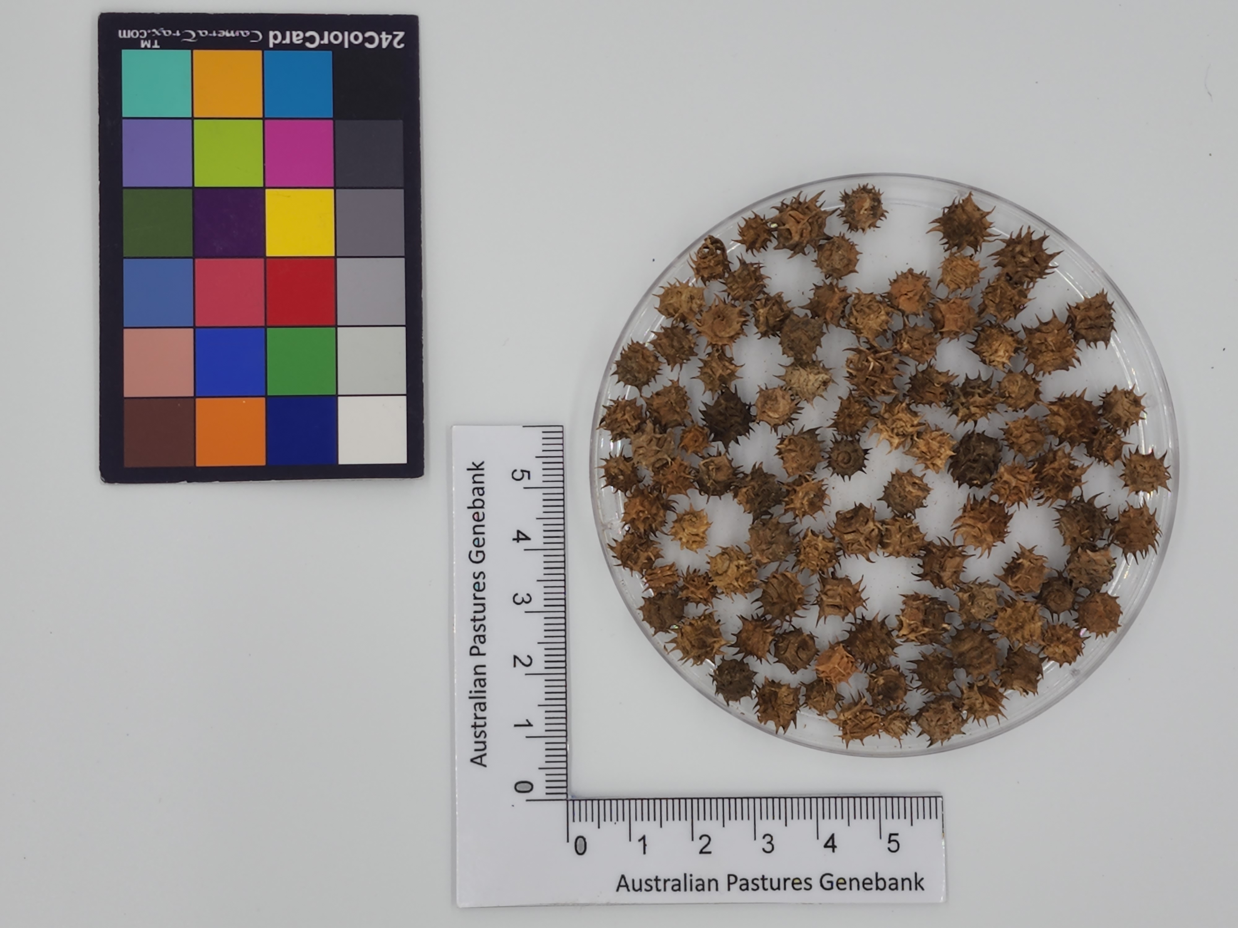 Click for 1 image(s) for this accession. Image