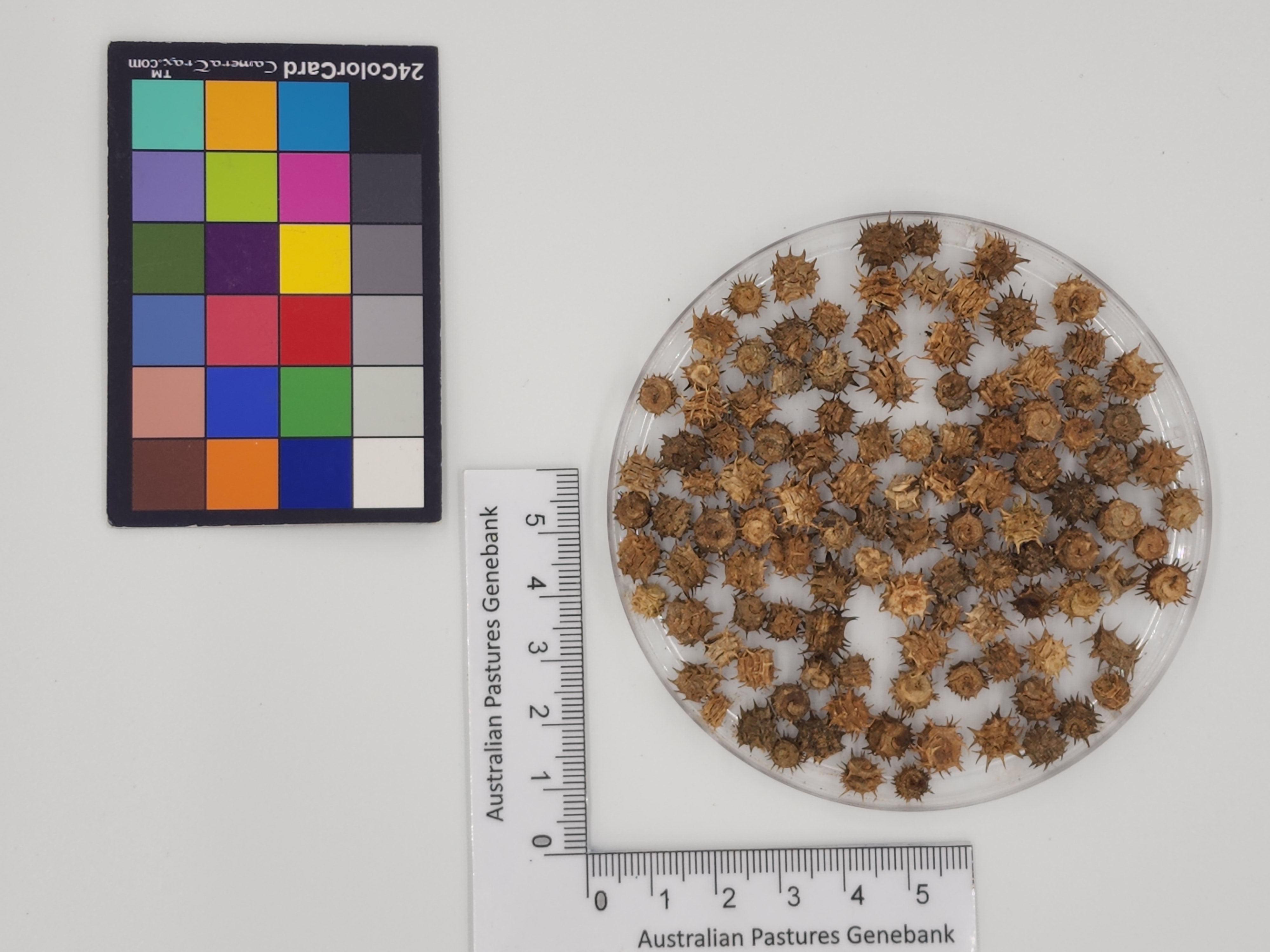 Click for 1 image(s) for this accession. Image
