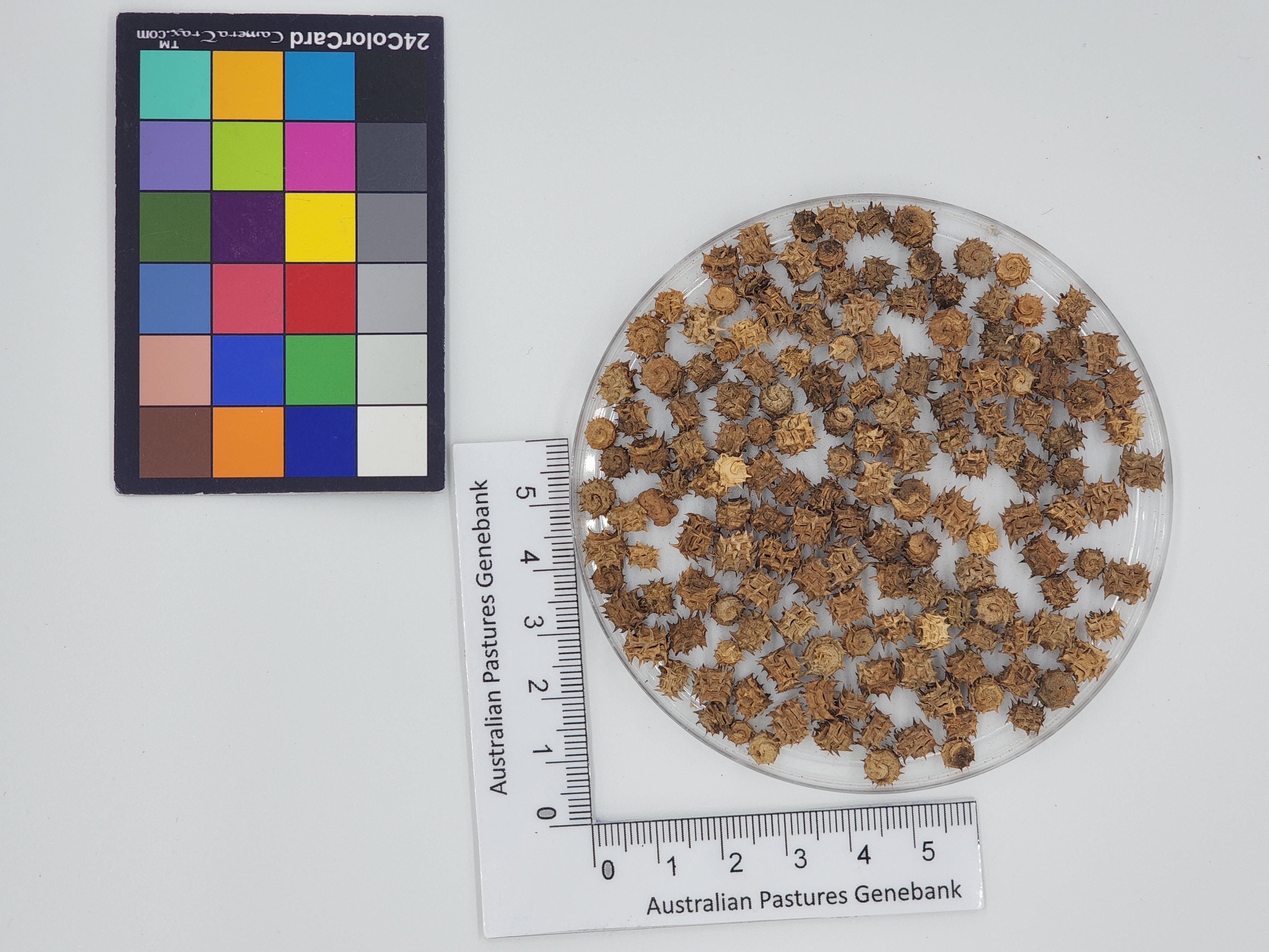 Click for 1 image(s) for this accession. Image