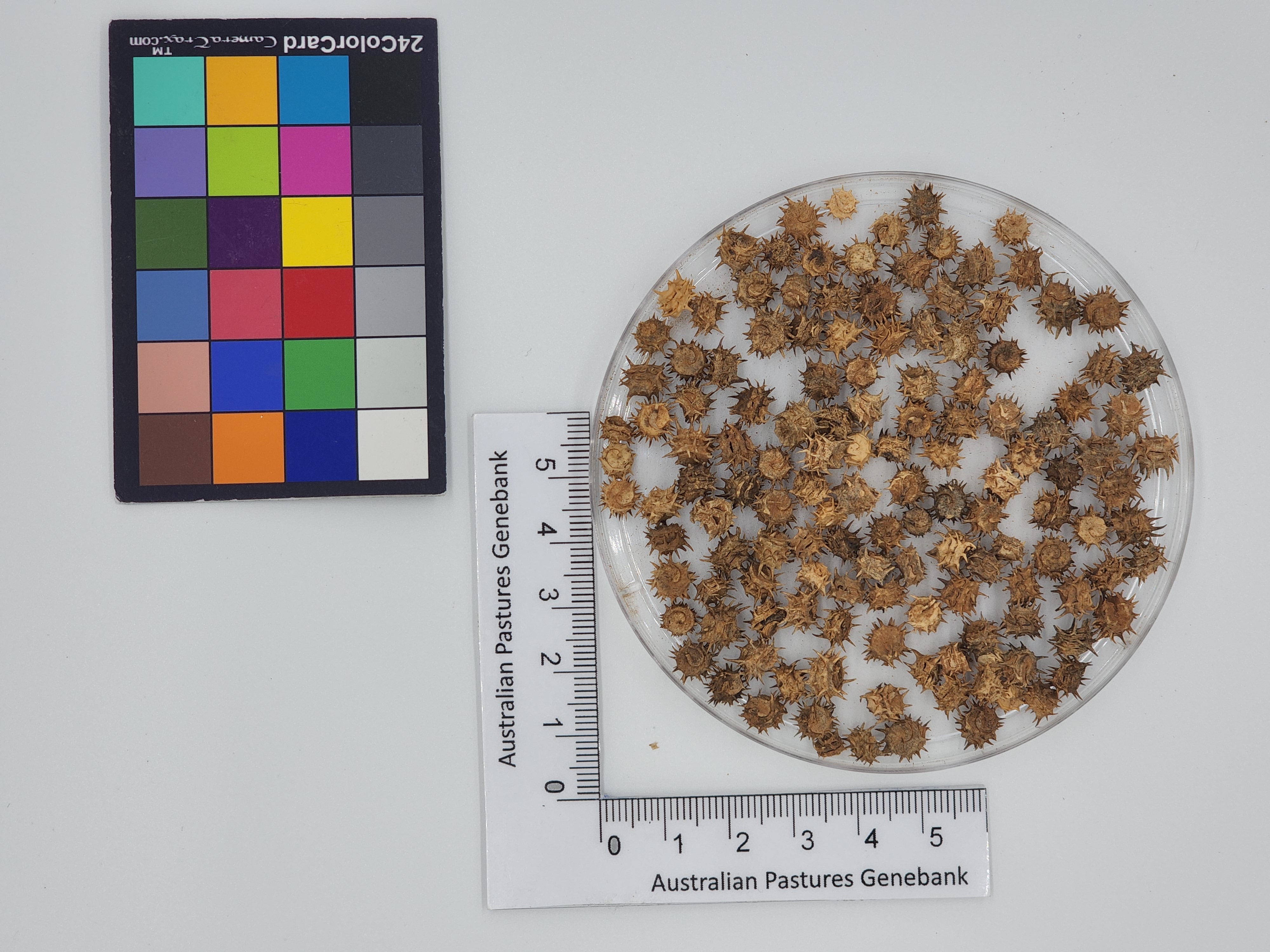 Click for 1 image(s) for this accession. Image
