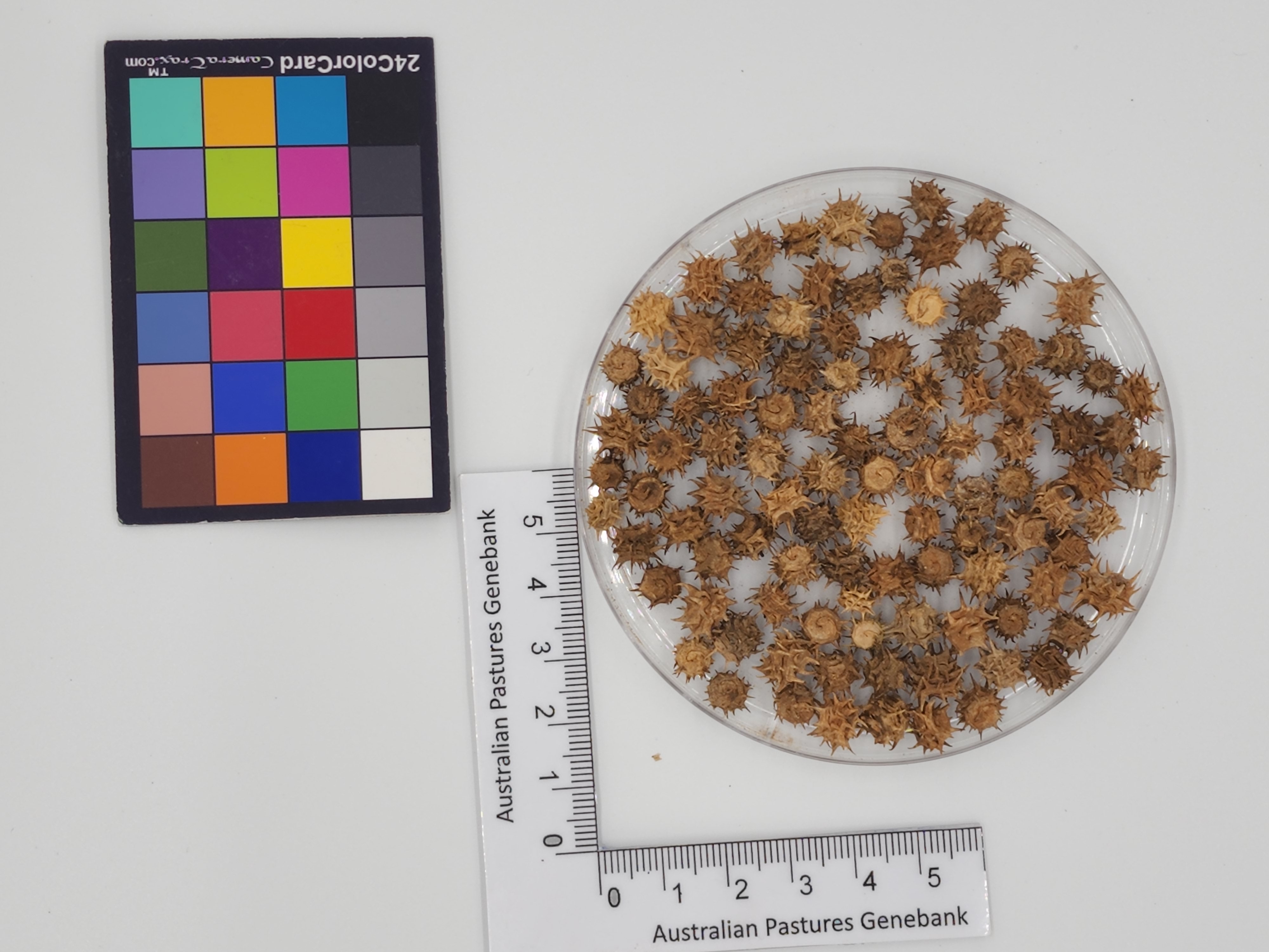 Click for 1 image(s) for this accession. Image