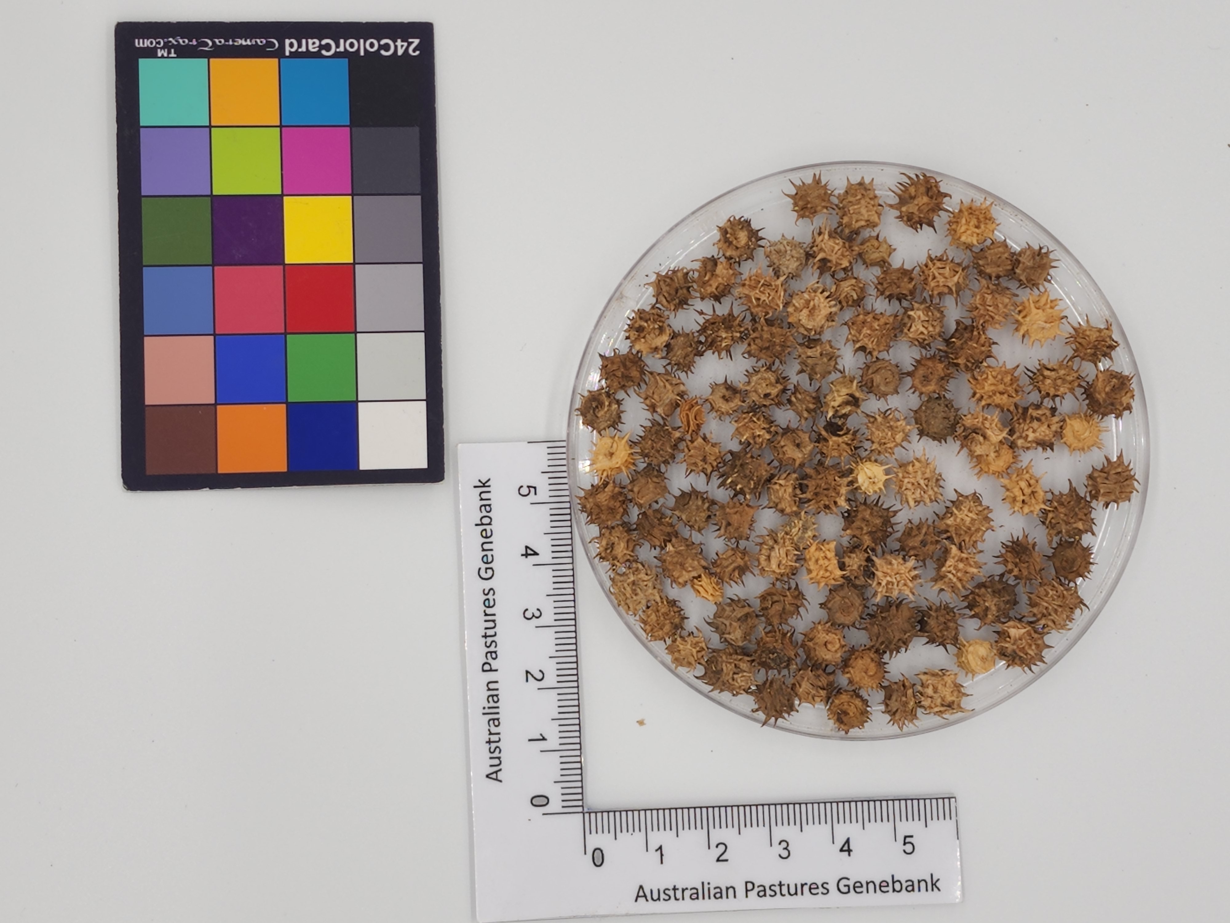 Click for 1 image(s) for this accession. Image