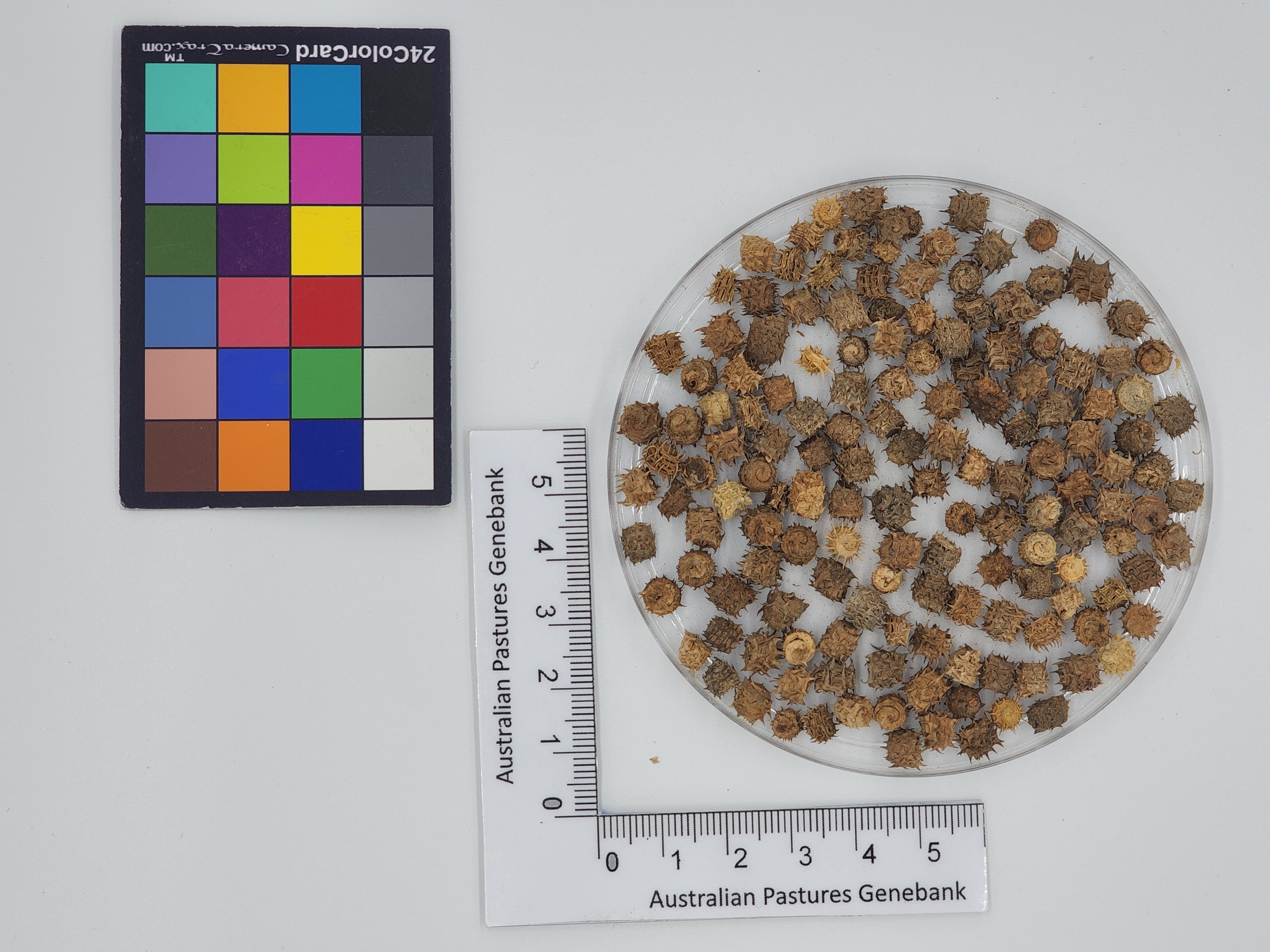 Click for 1 image(s) for this accession. Image