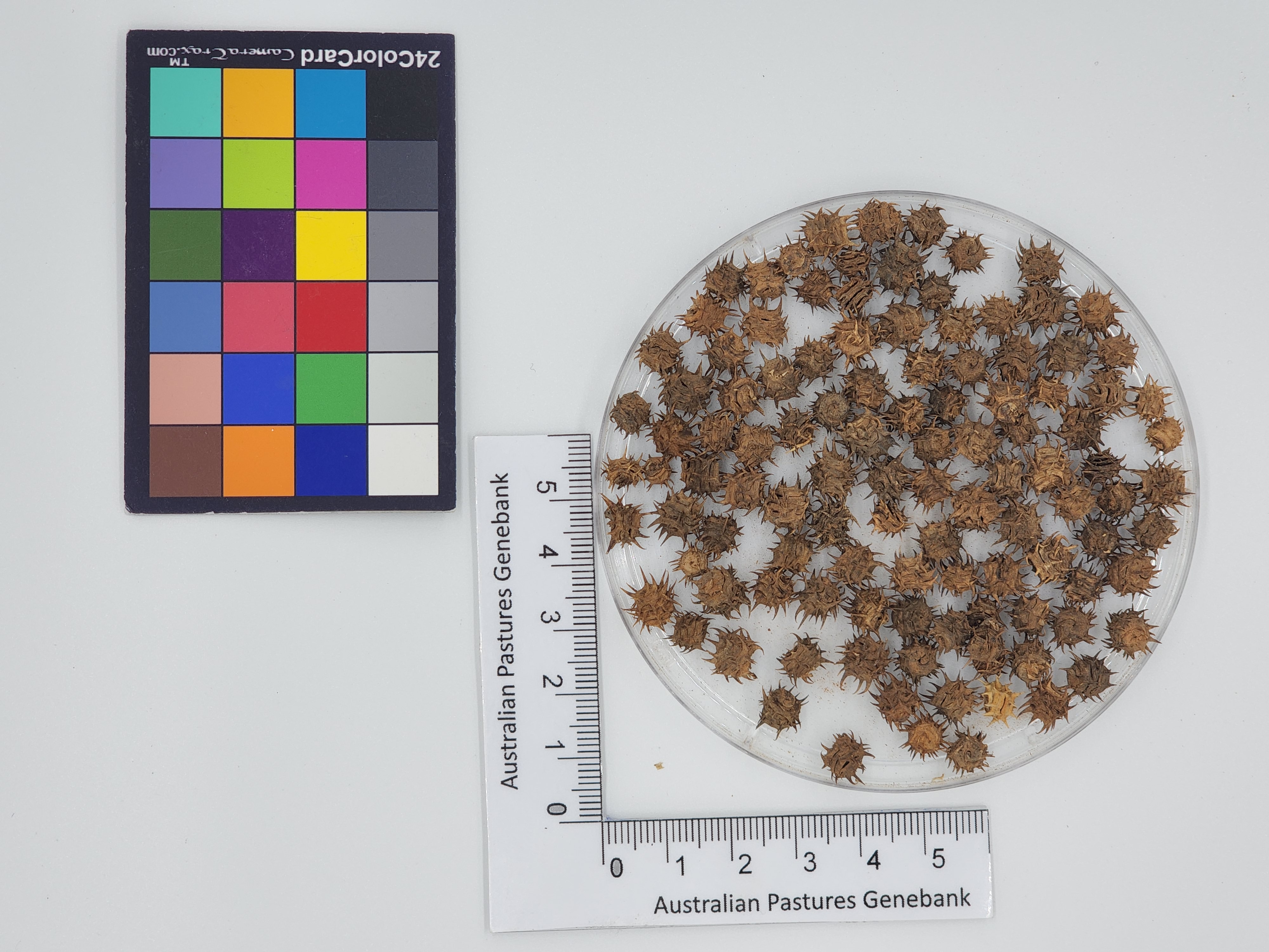 Click for 1 image(s) for this accession. Image