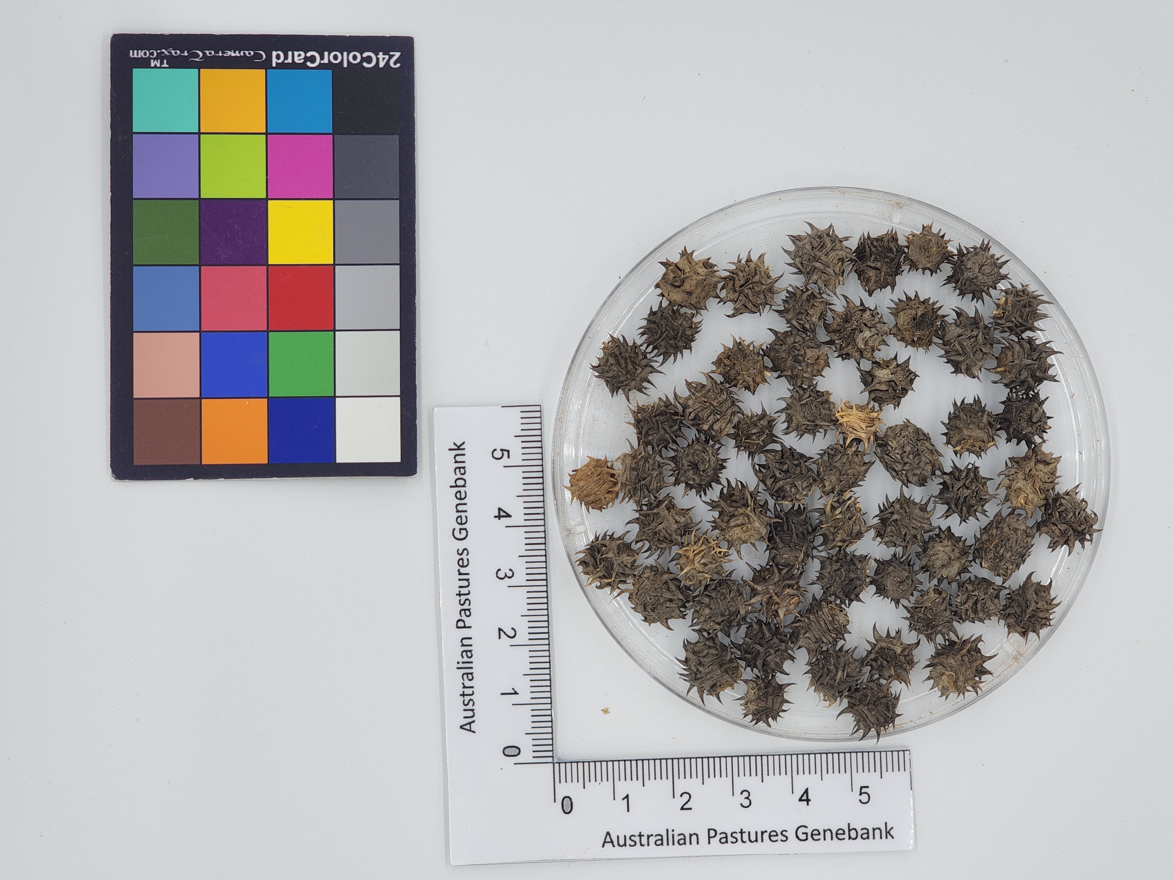 Click for 1 image(s) for this accession. Image