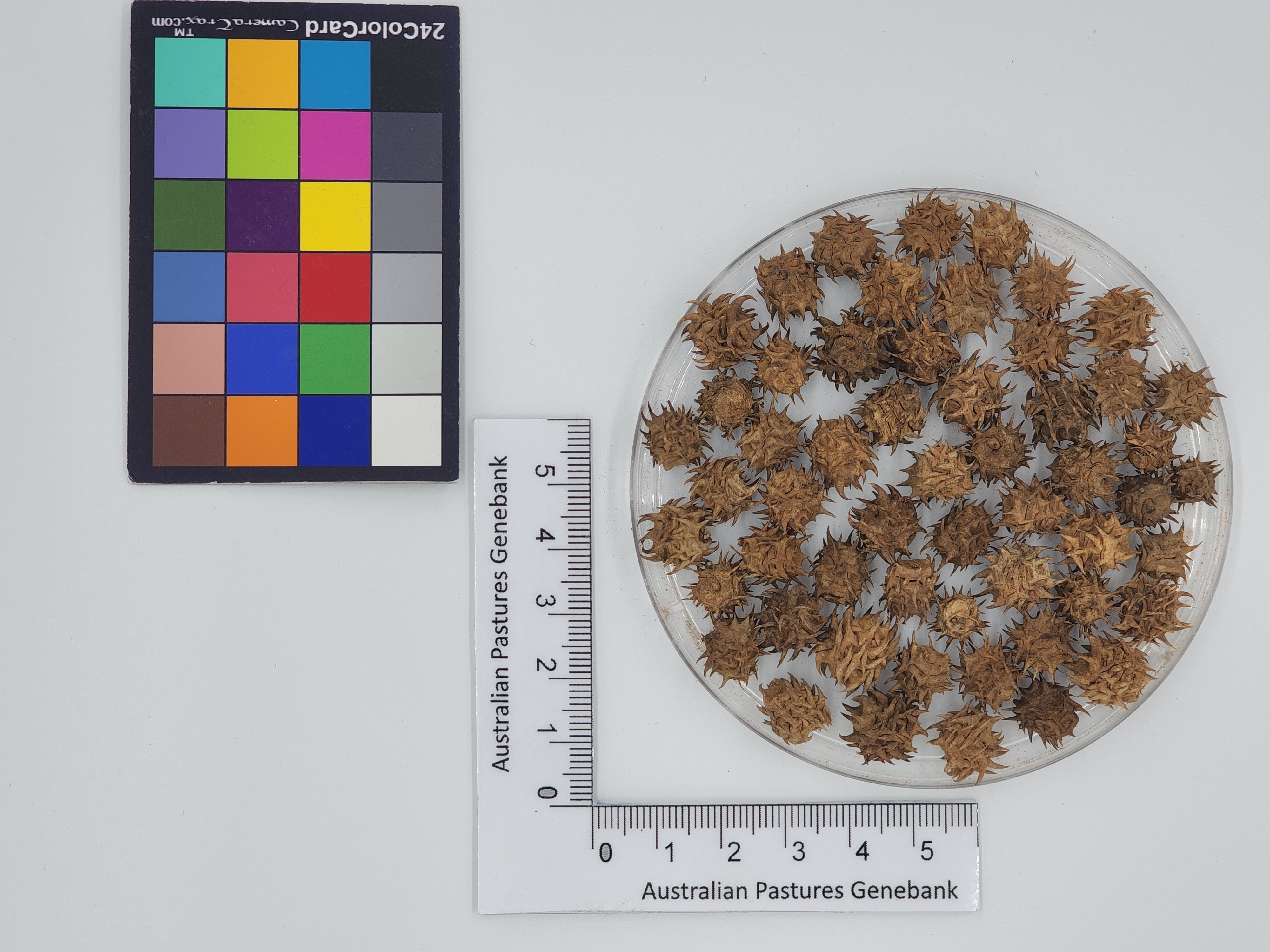 Click for 1 image(s) for this accession. Image