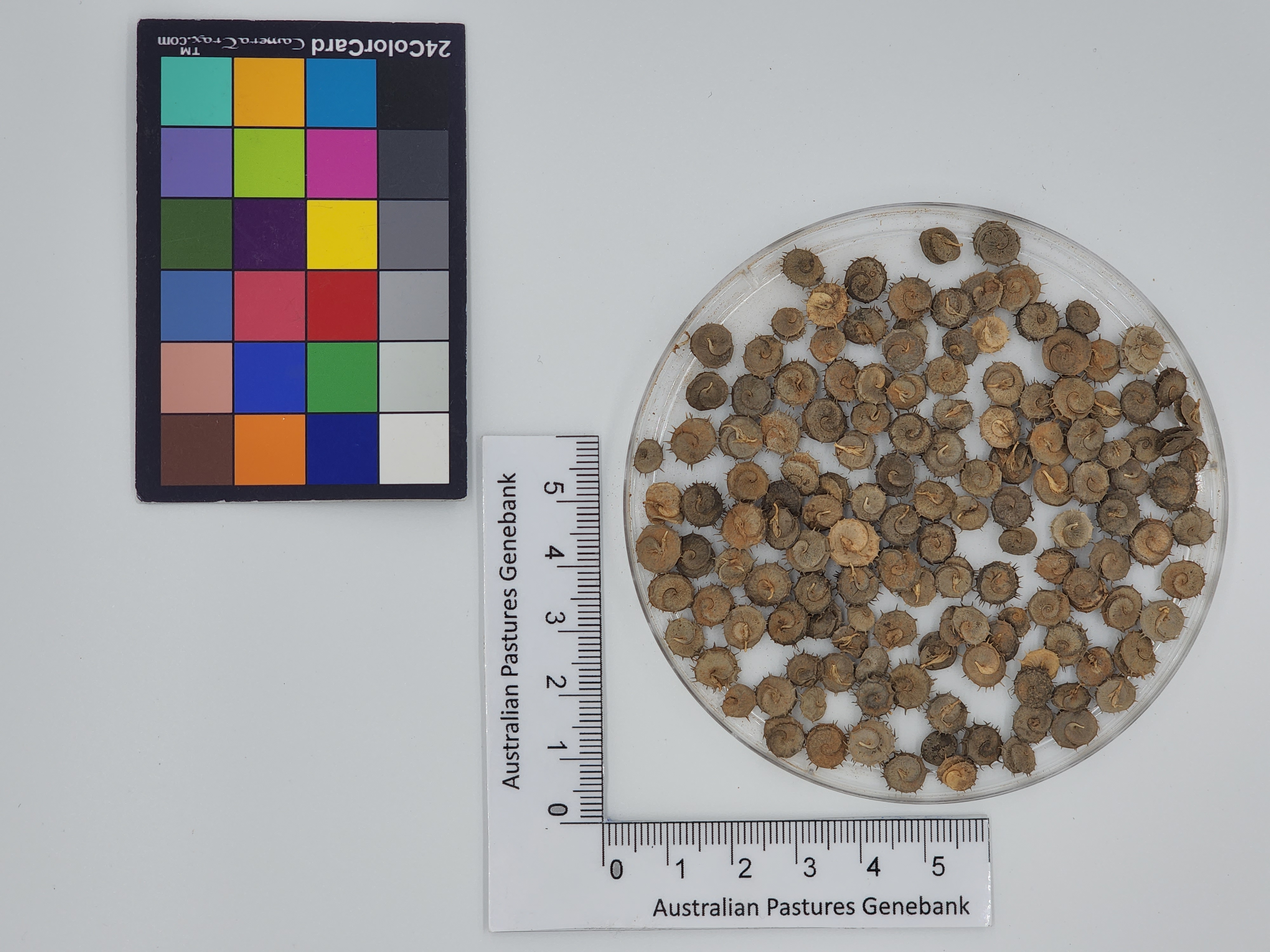 Click for 1 image(s) for this accession. Image