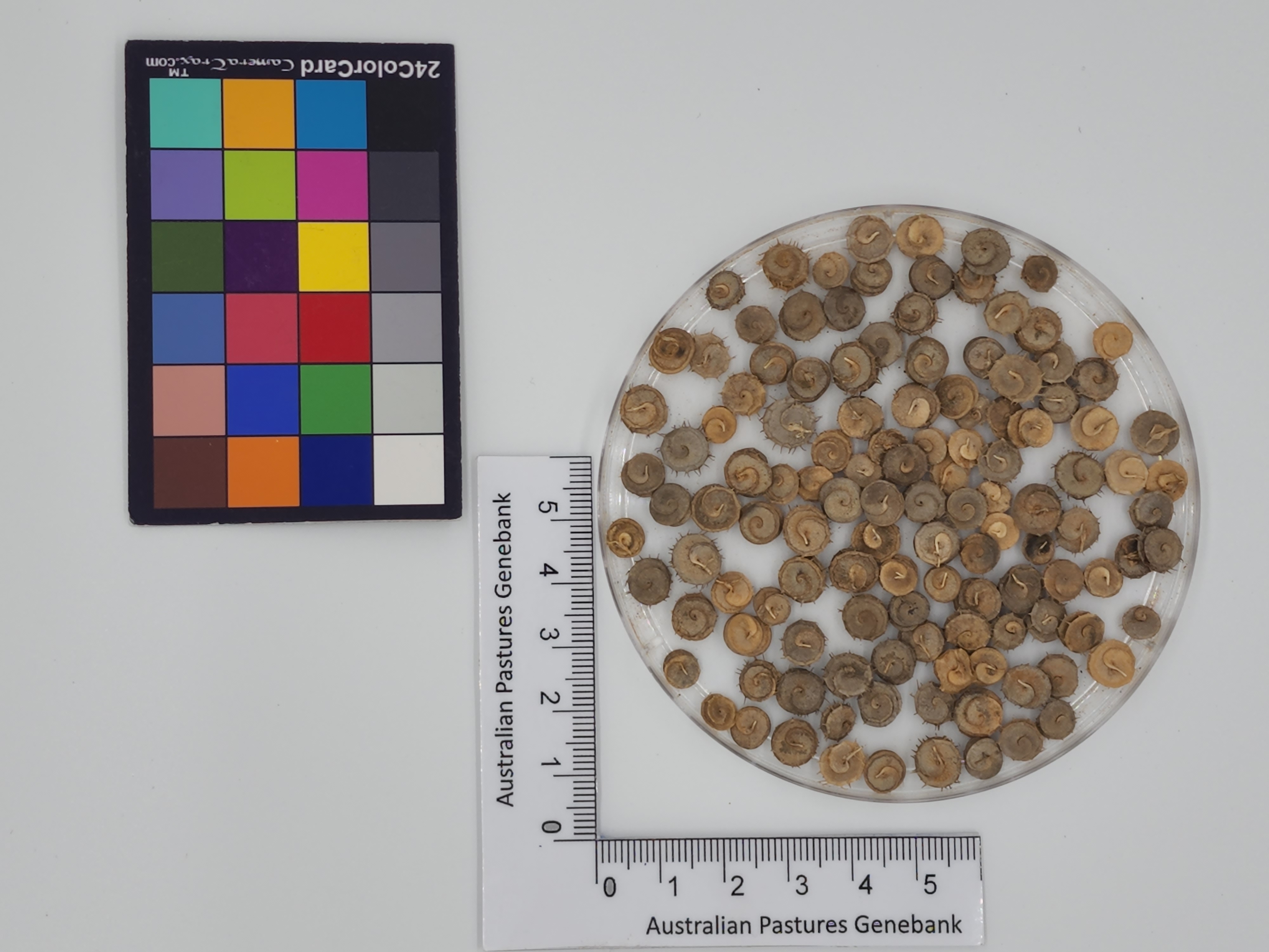 Click for 1 image(s) for this accession. Image