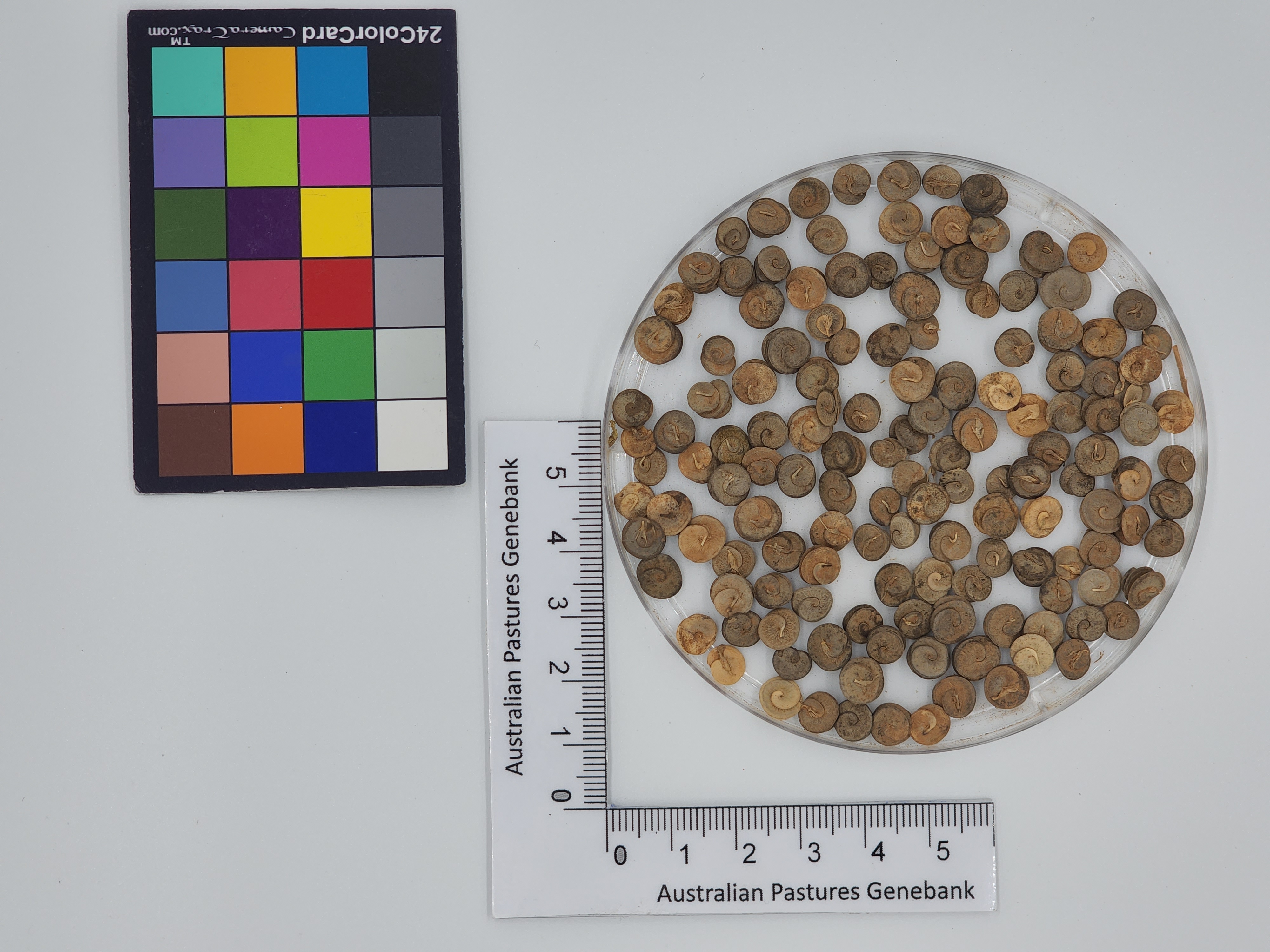 Click for 1 image(s) for this accession. Image
