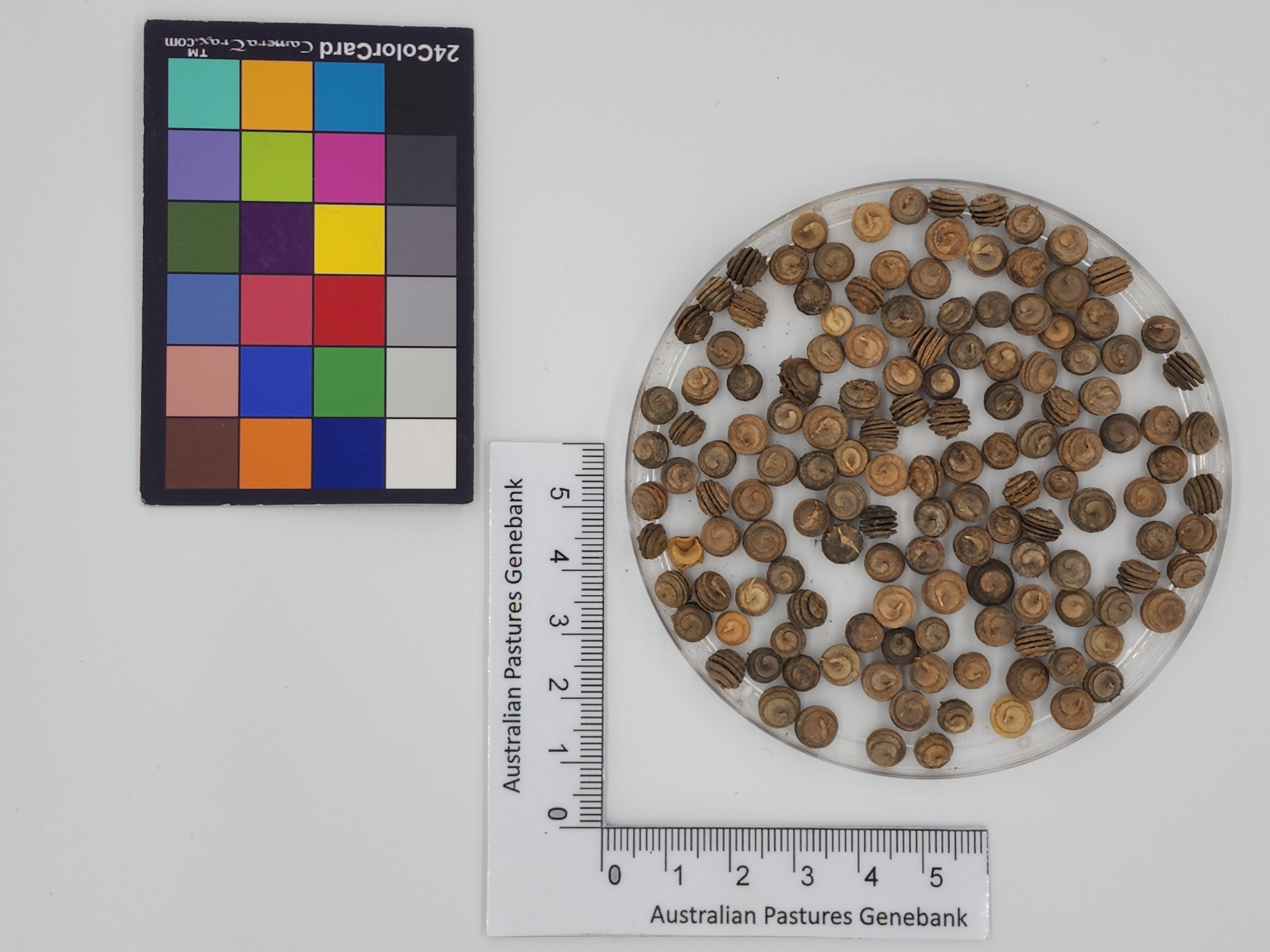 Click for 1 image(s) for this accession. Image