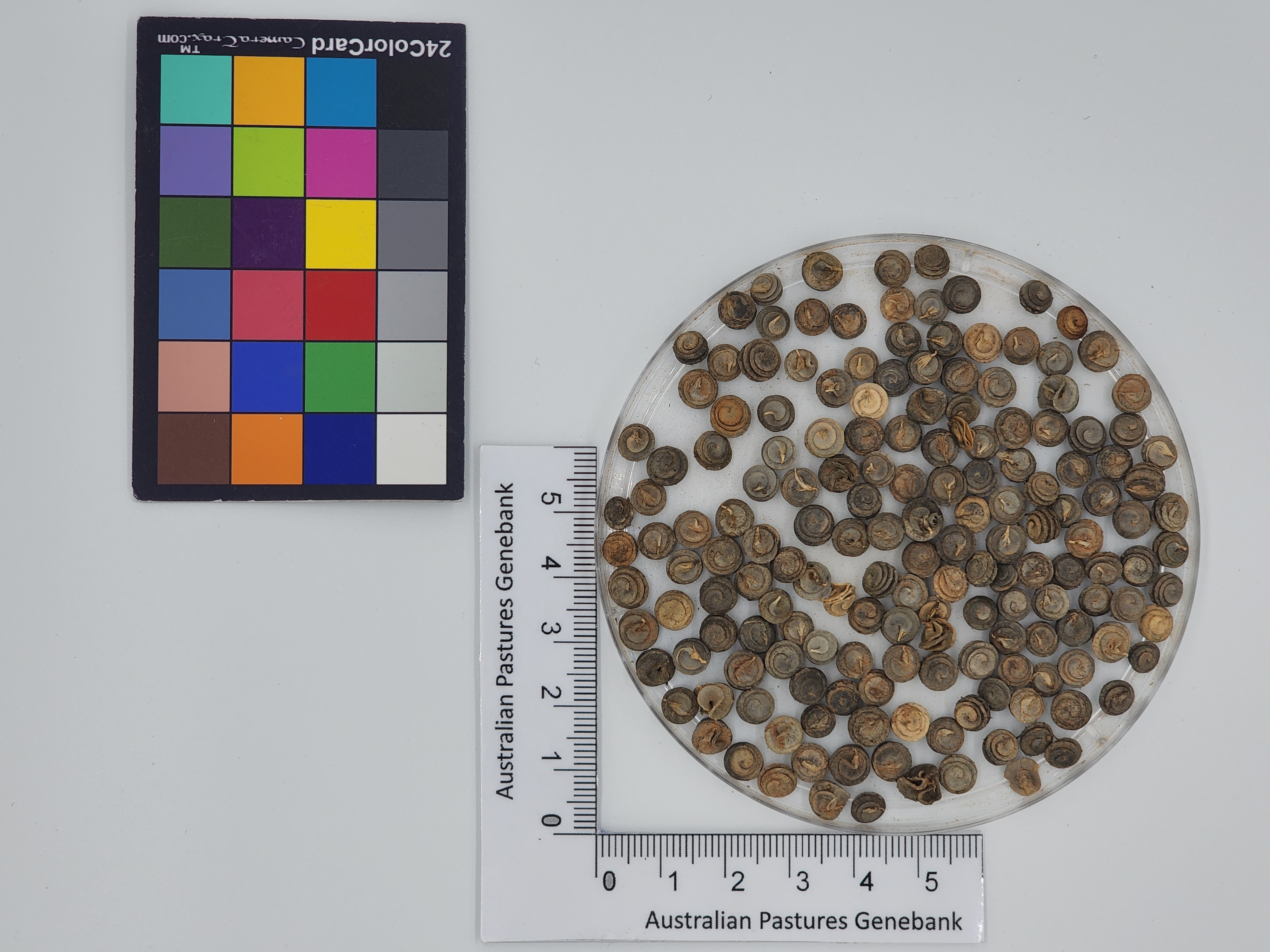 Click for 1 image(s) for this accession. Image