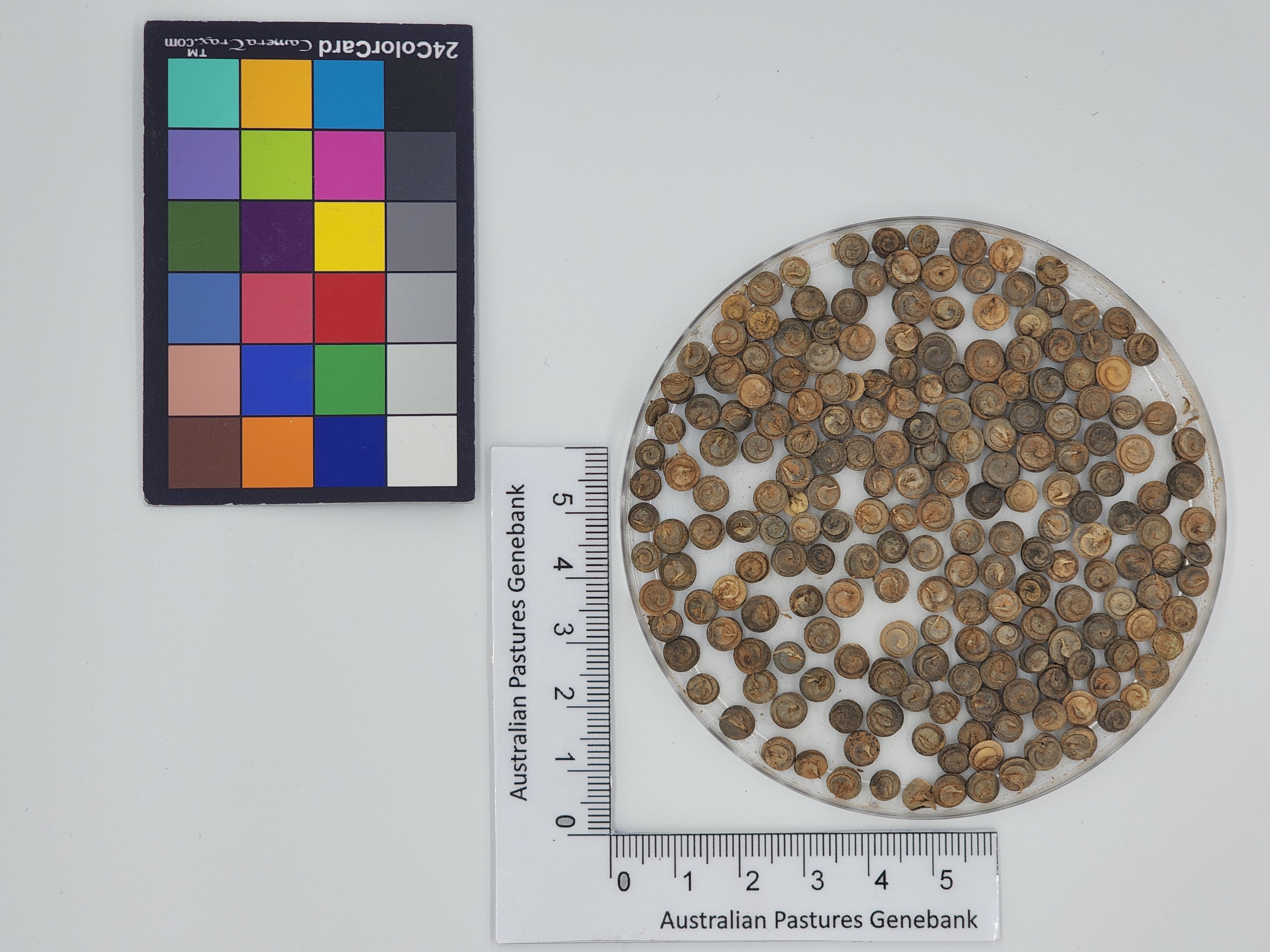 Click for 1 image(s) for this accession. Image