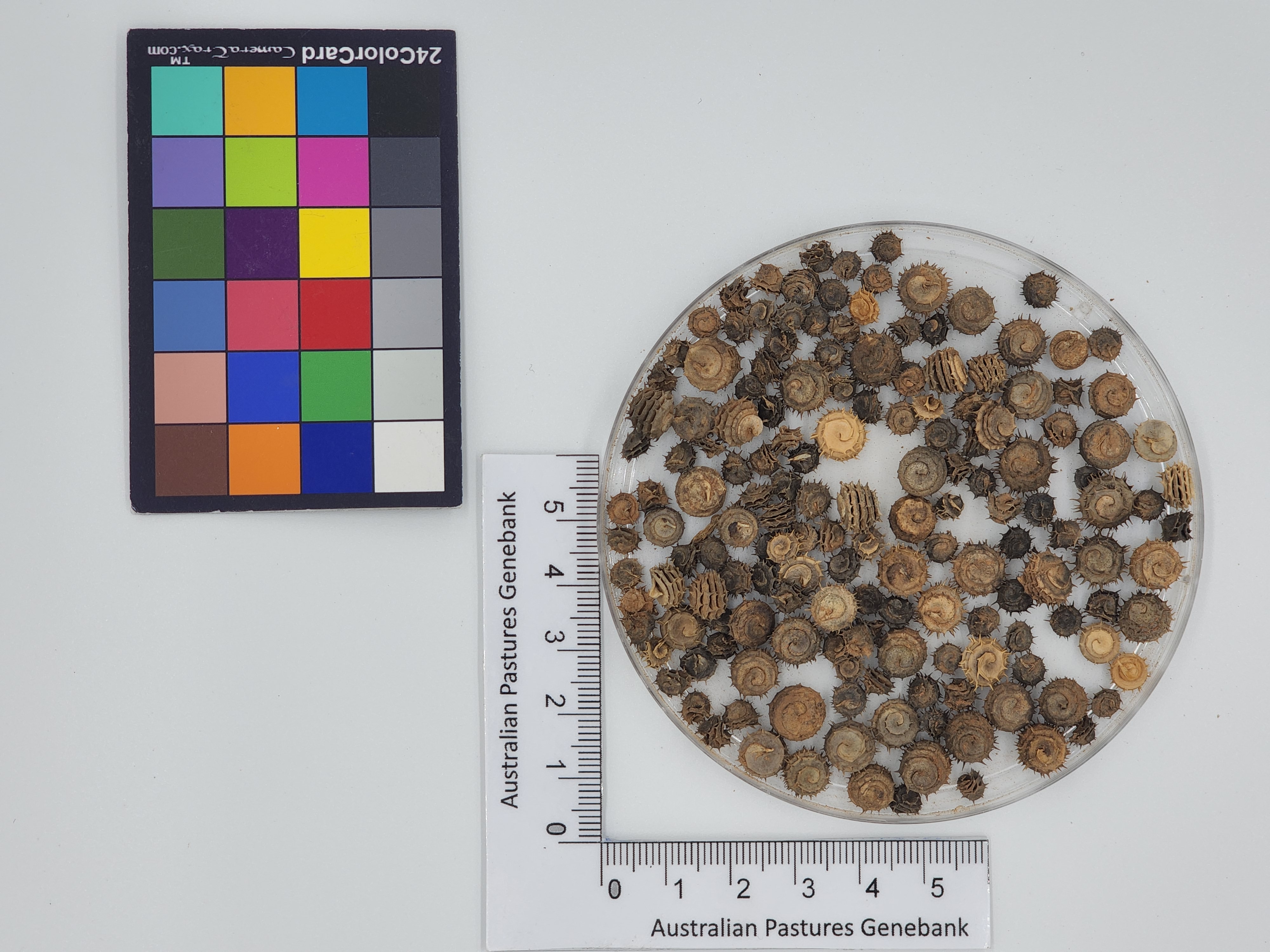 Click for 1 image(s) for this accession. Image