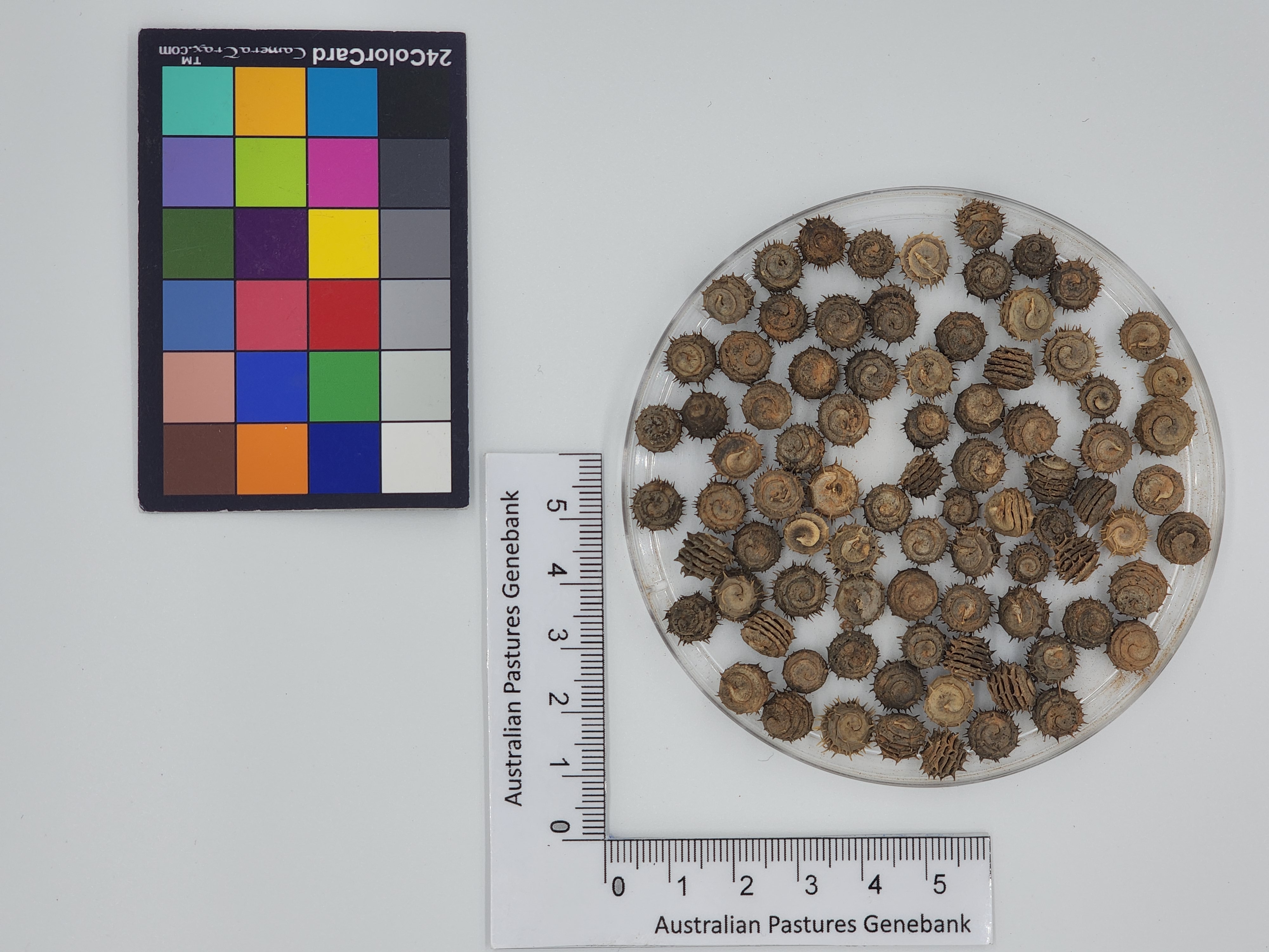 Click for 1 image(s) for this accession. Image