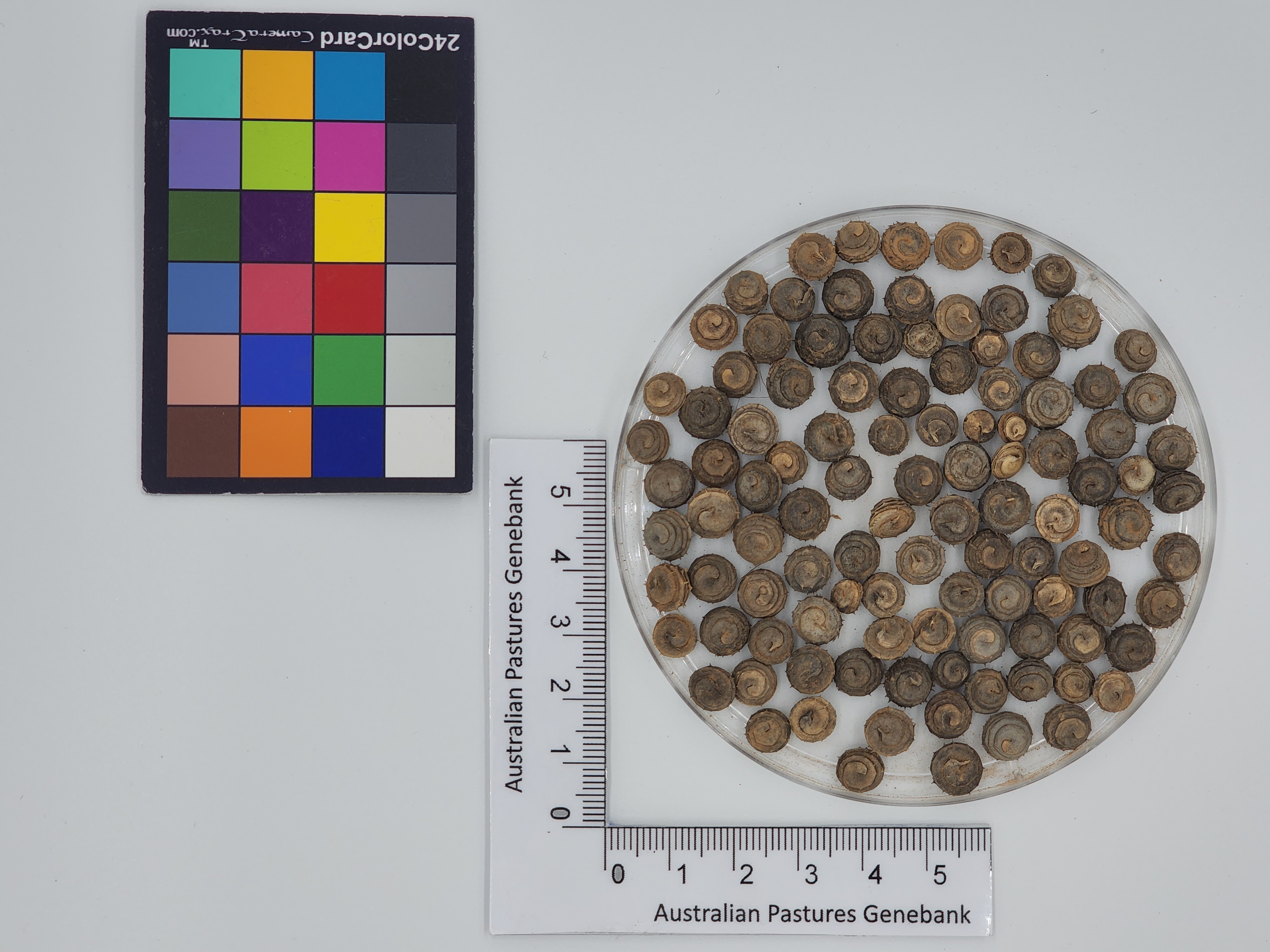 Click for 1 image(s) for this accession. Image