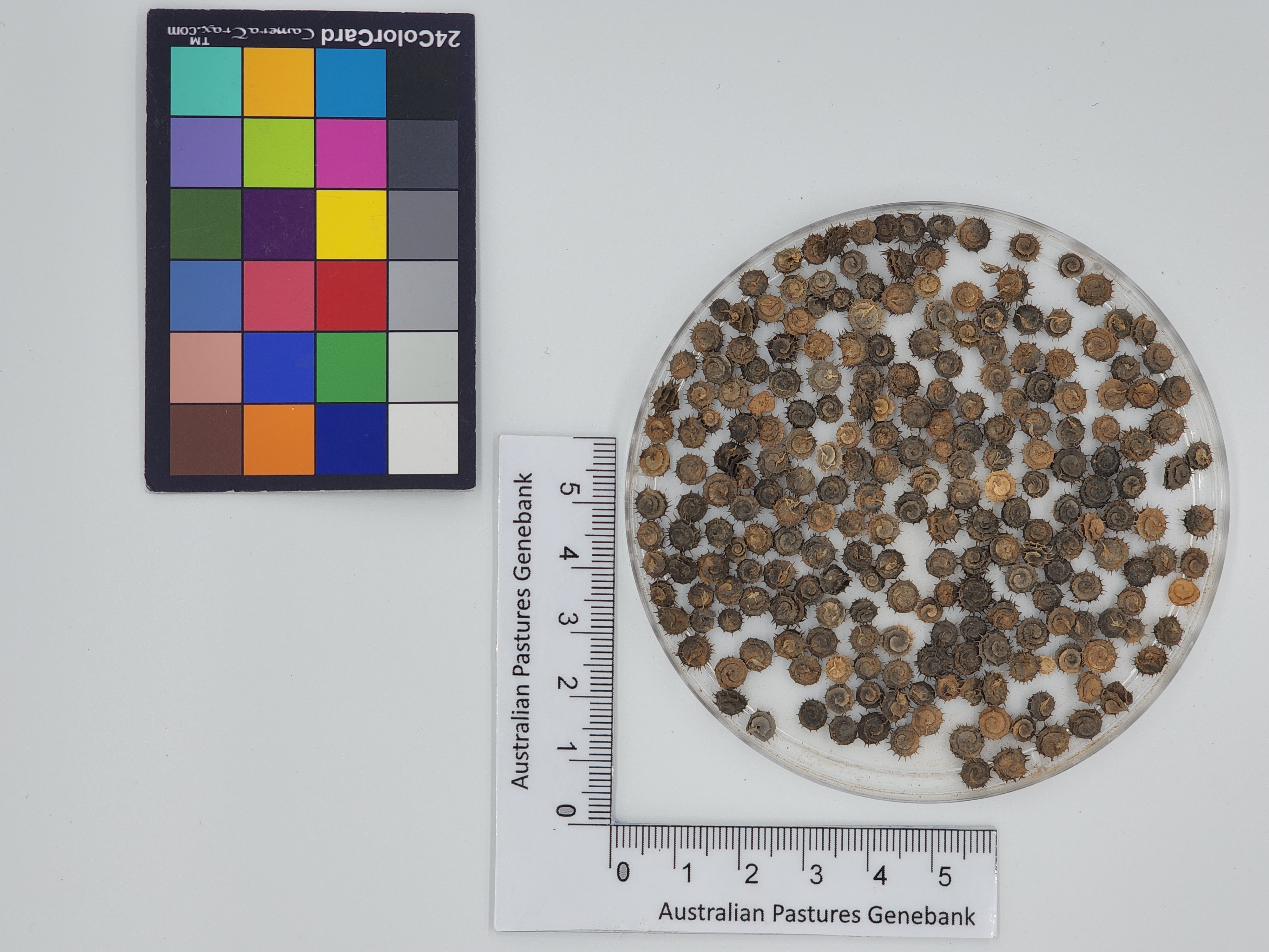 Click for 1 image(s) for this accession. Image