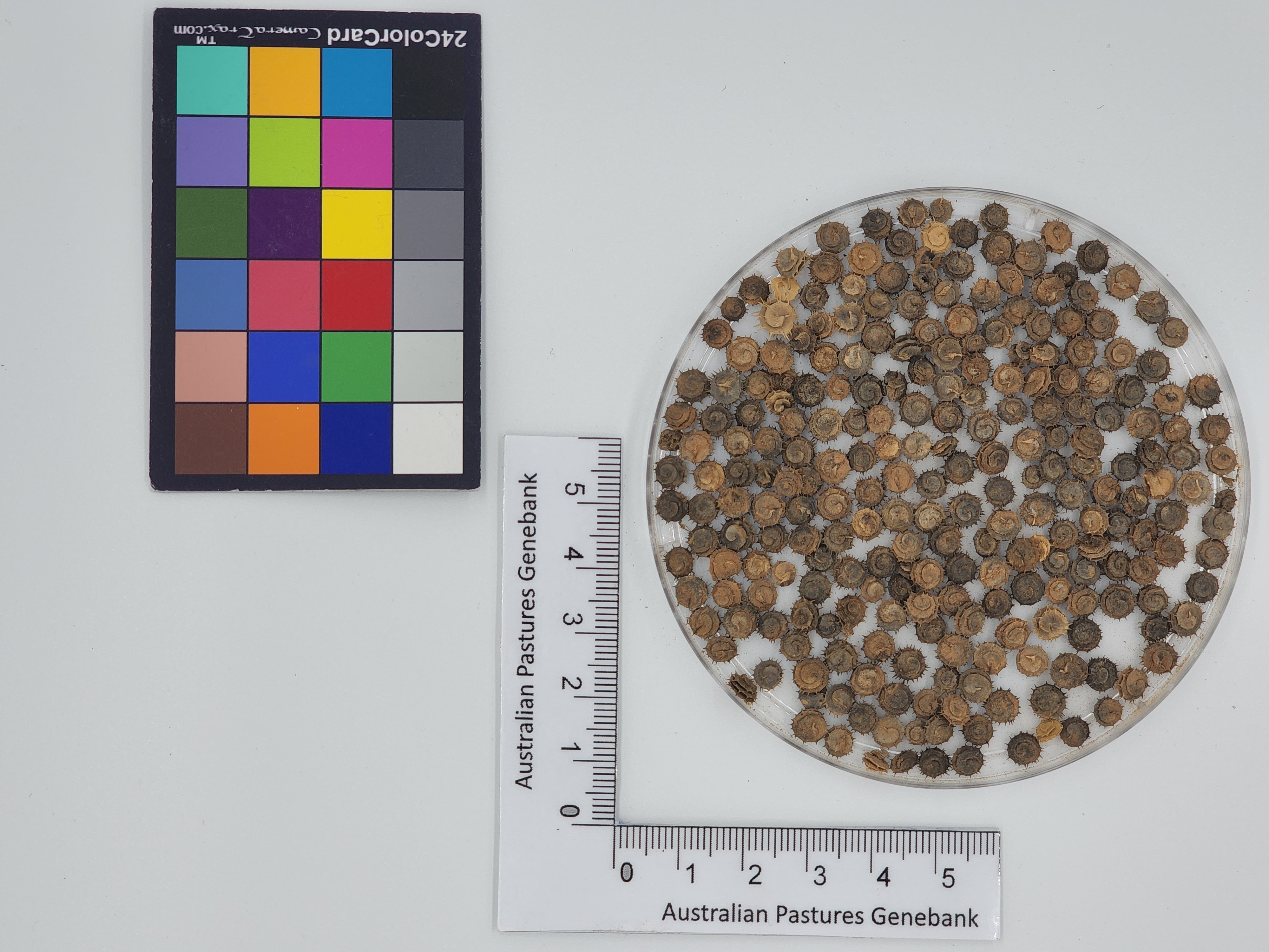 Click for 1 image(s) for this accession. Image