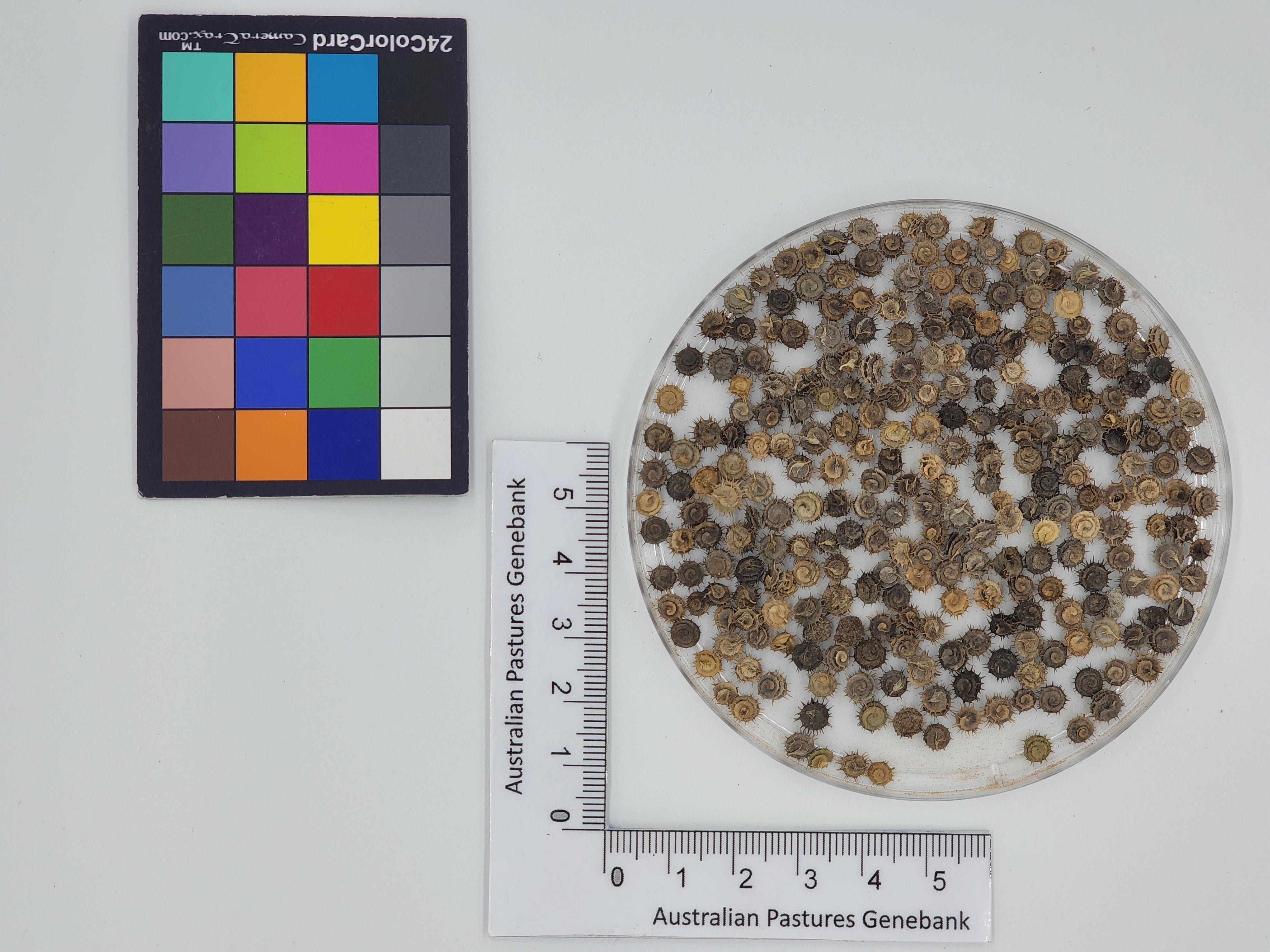 Click for 1 image(s) for this accession. Image