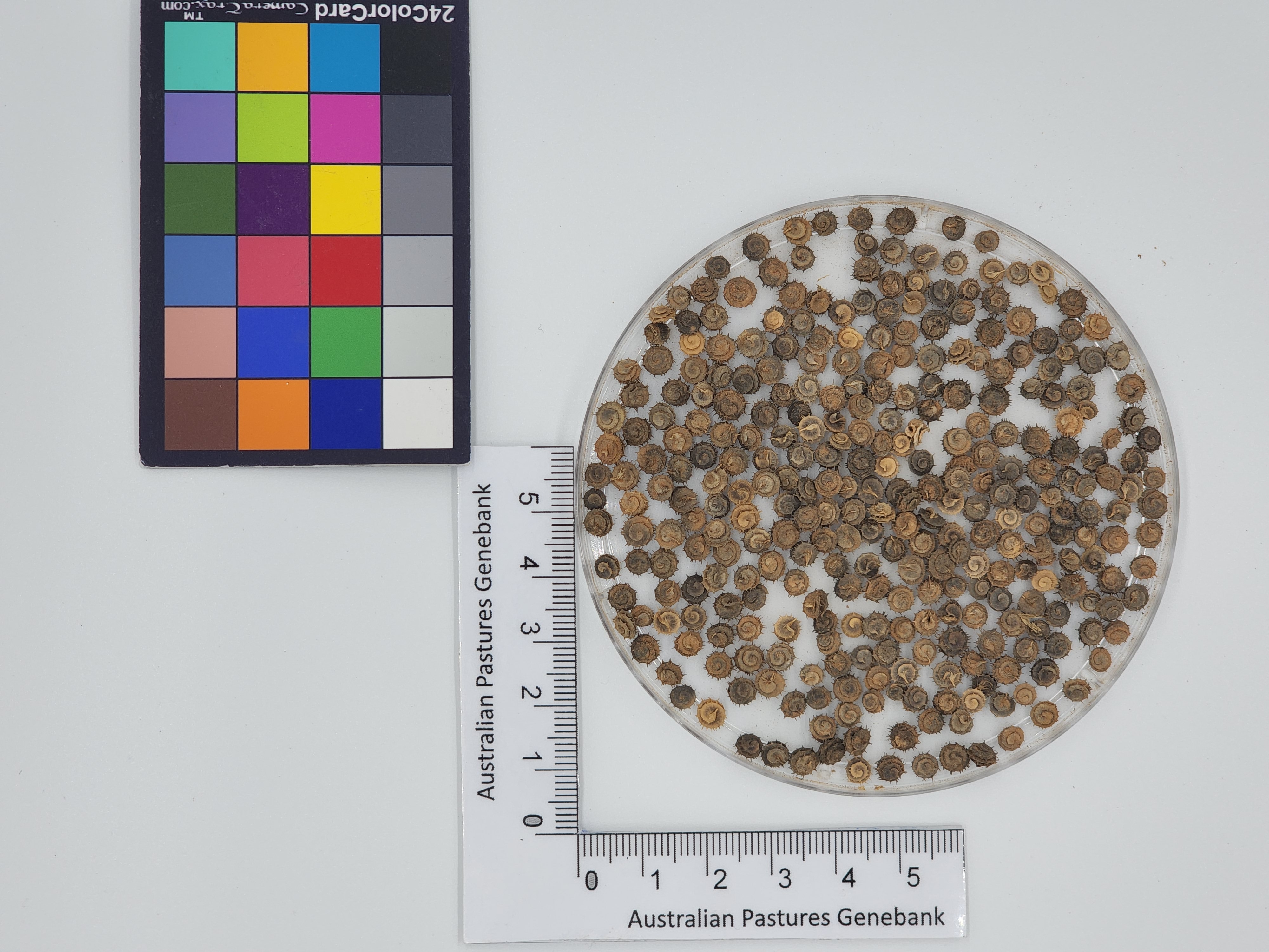 Click for 1 image(s) for this accession. Image
