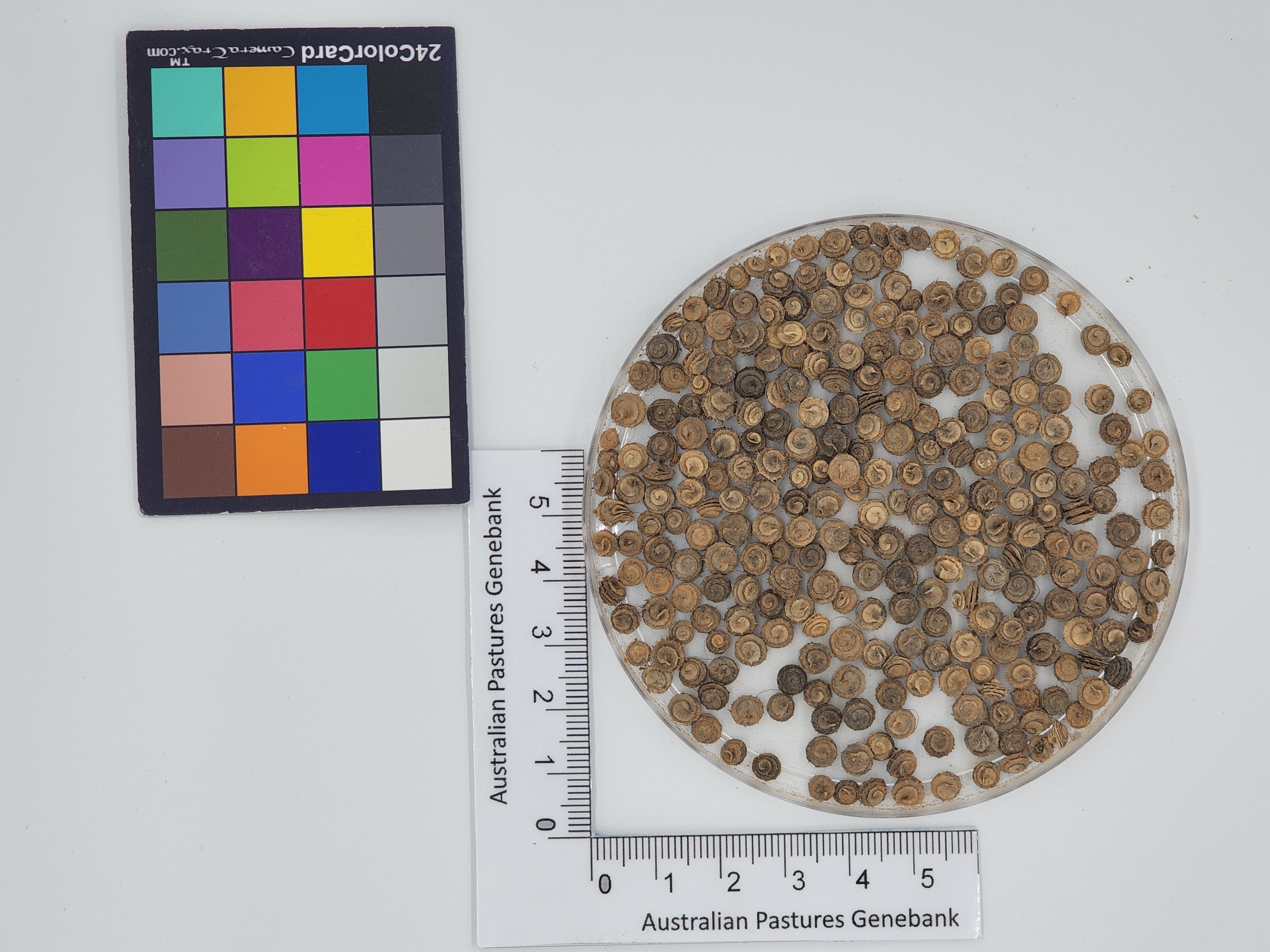 Click for 1 image(s) for this accession. Image