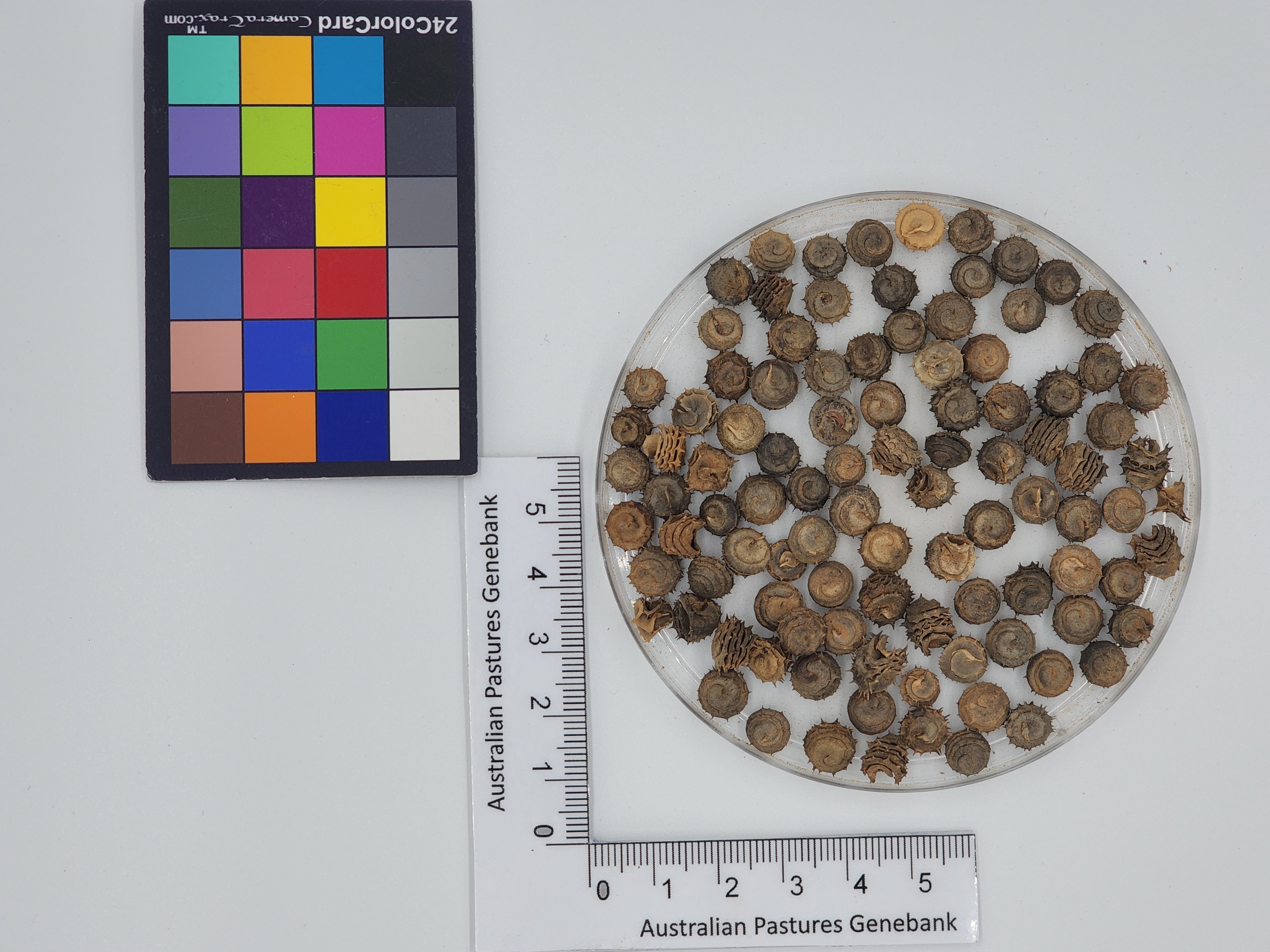 Click for 1 image(s) for this accession. Image