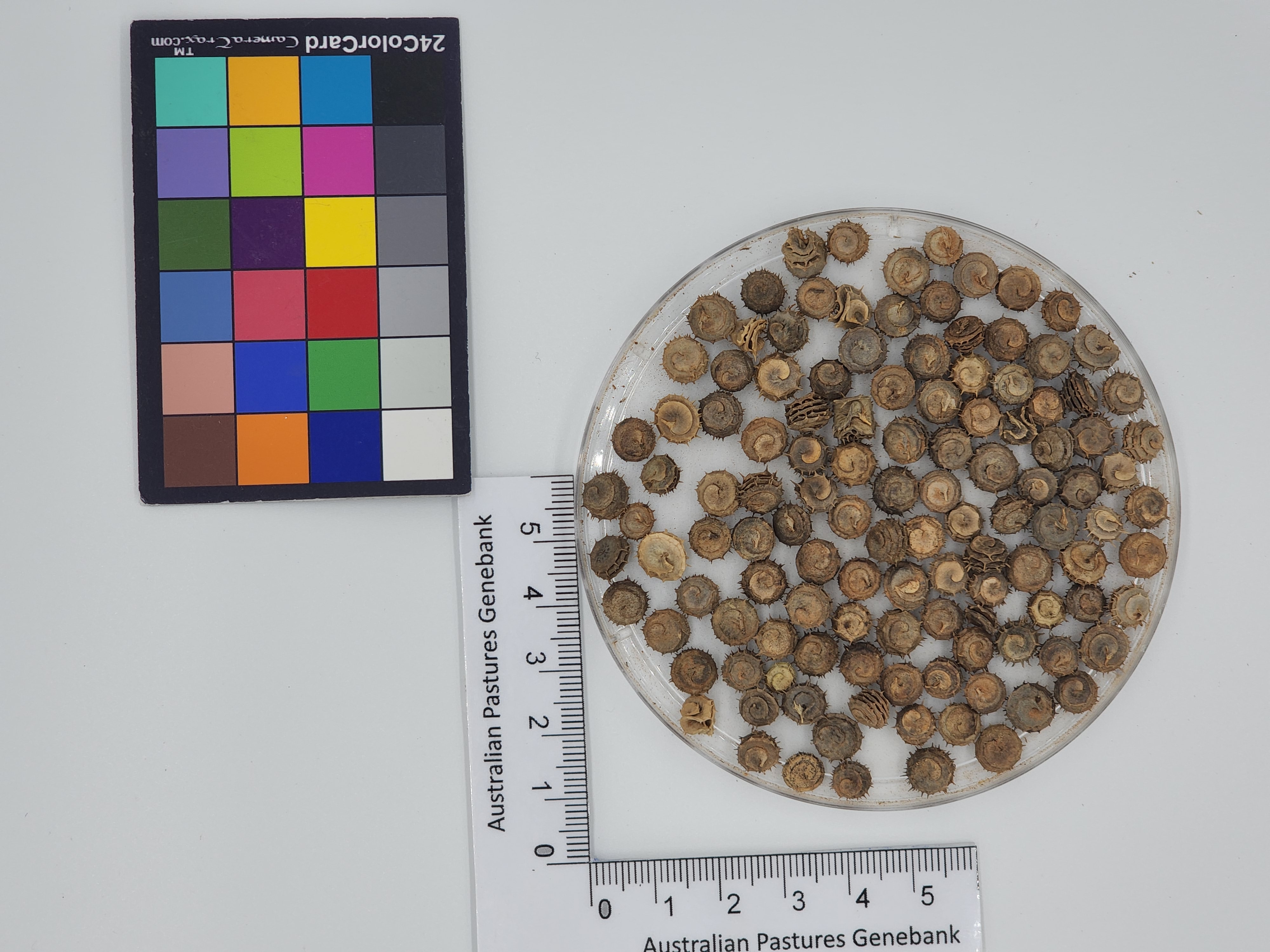 Click for 1 image(s) for this accession. Image