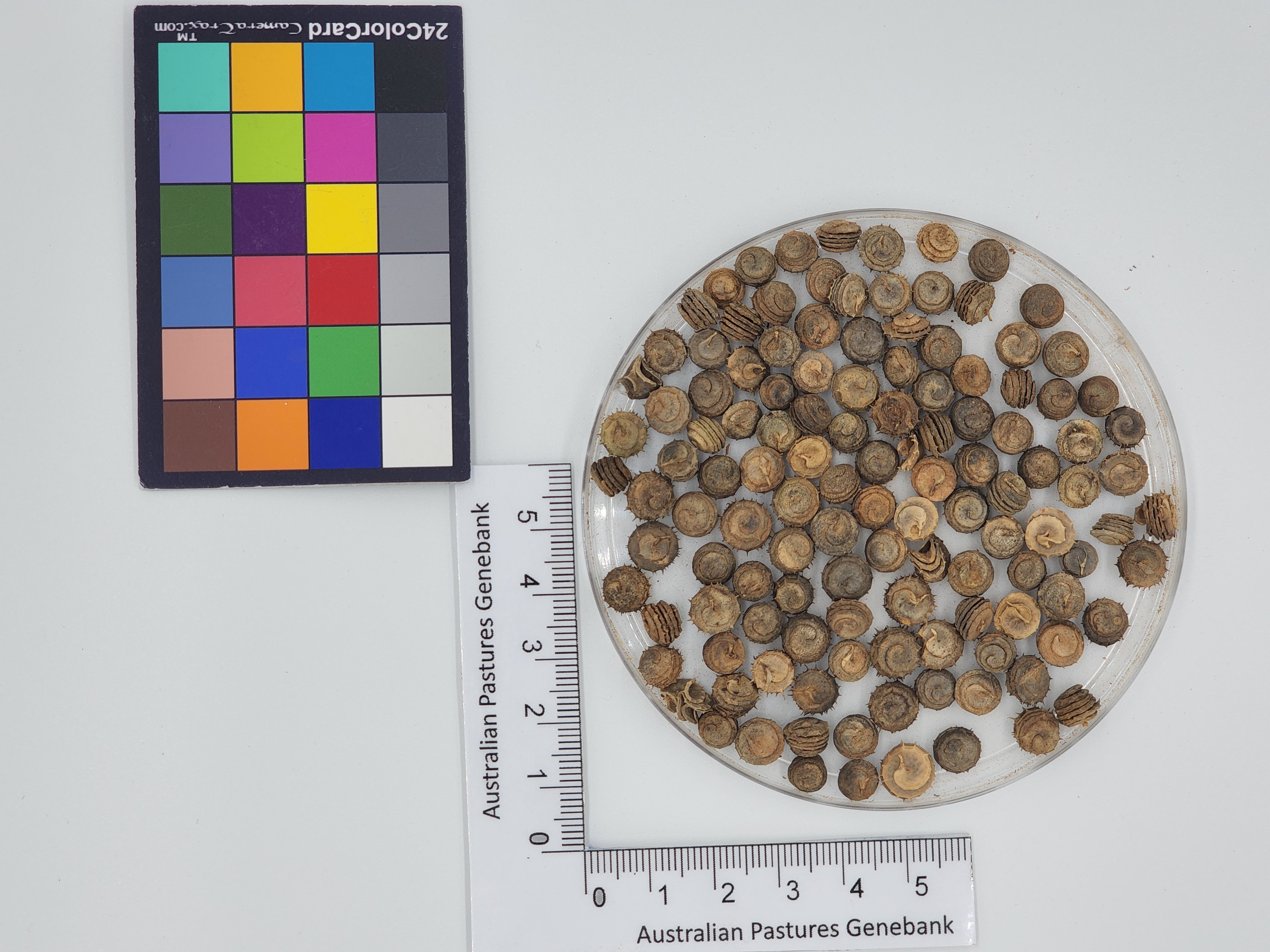 Click for 1 image(s) for this accession. Image