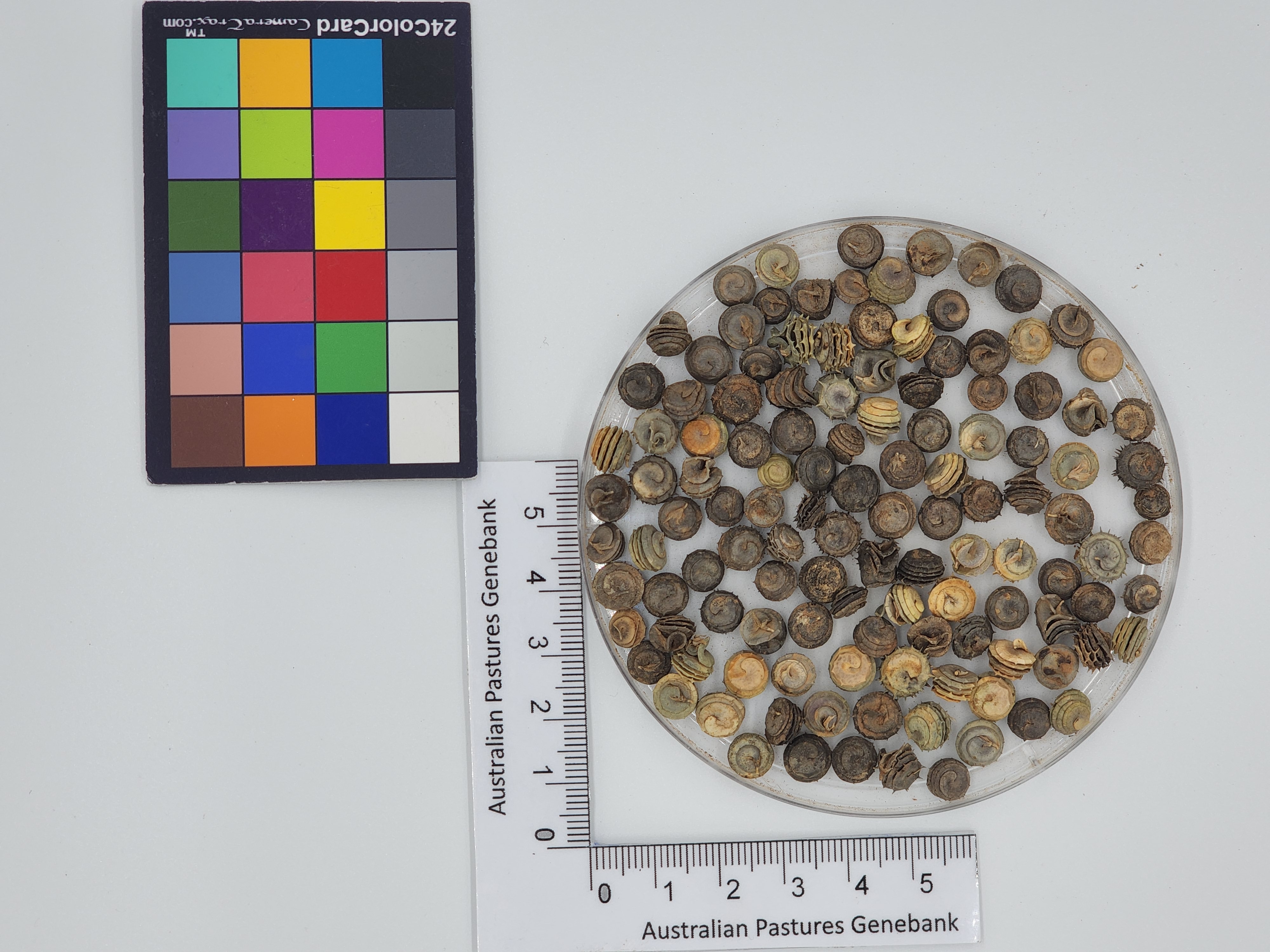 Click for 1 image(s) for this accession. Image