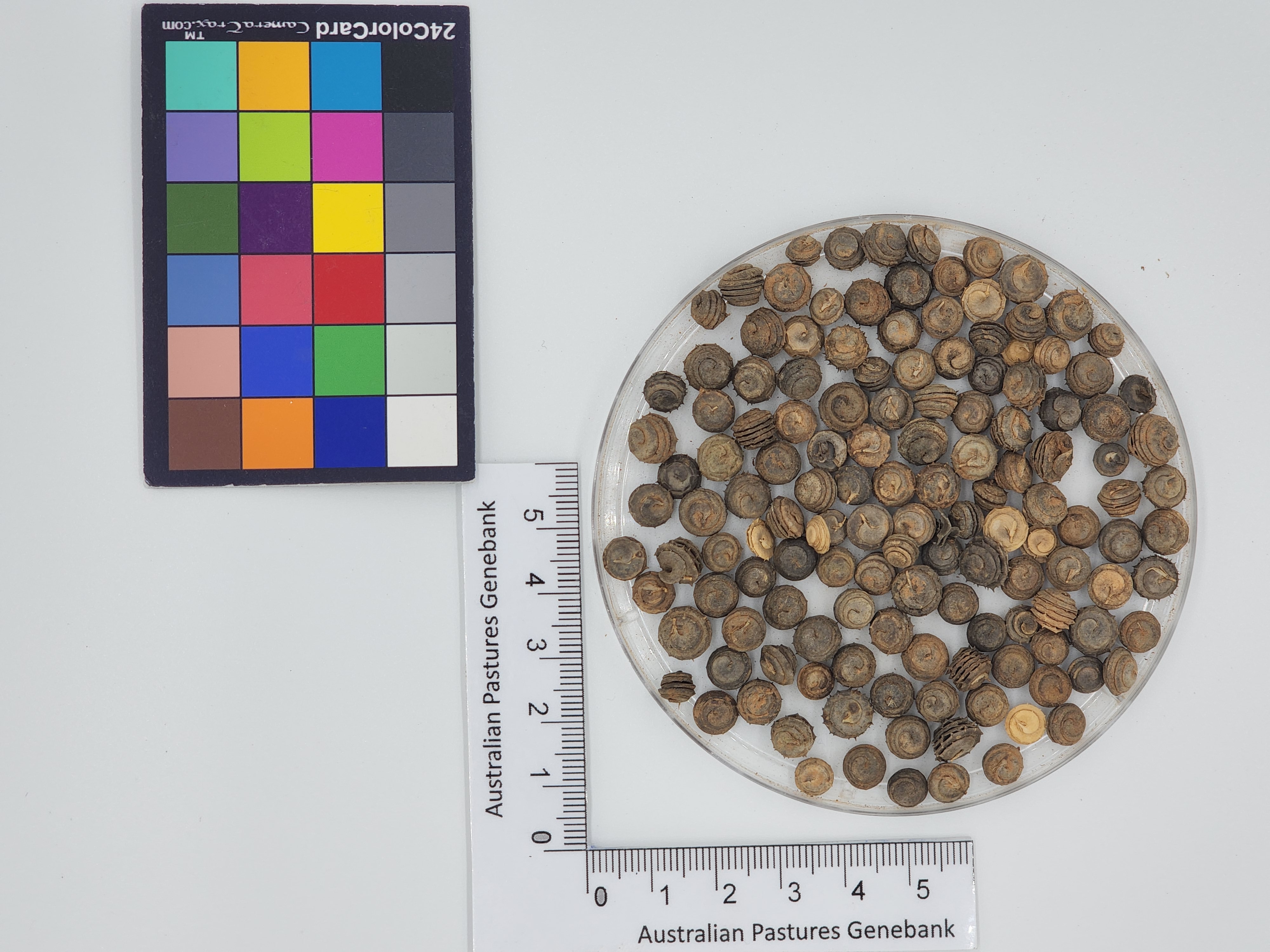 Click for 1 image(s) for this accession. Image
