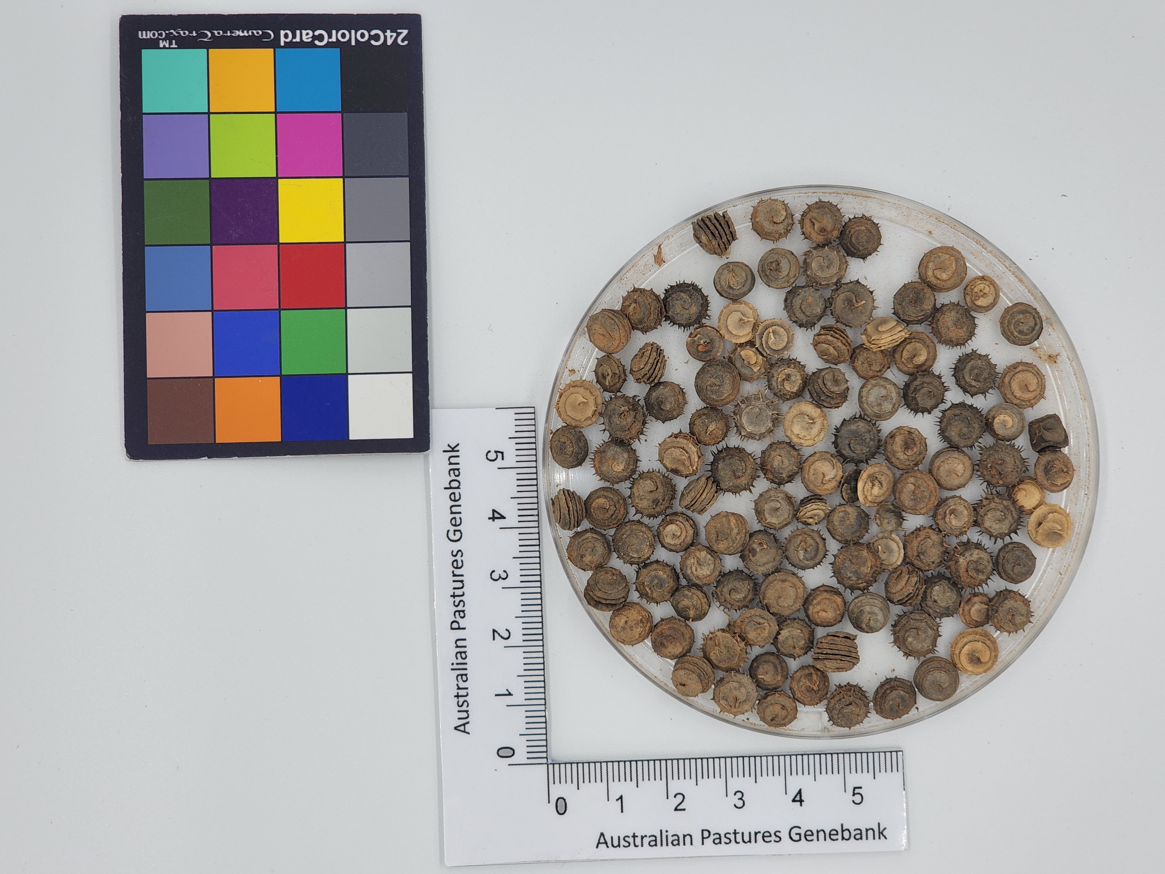 Click for 1 image(s) for this accession. Image